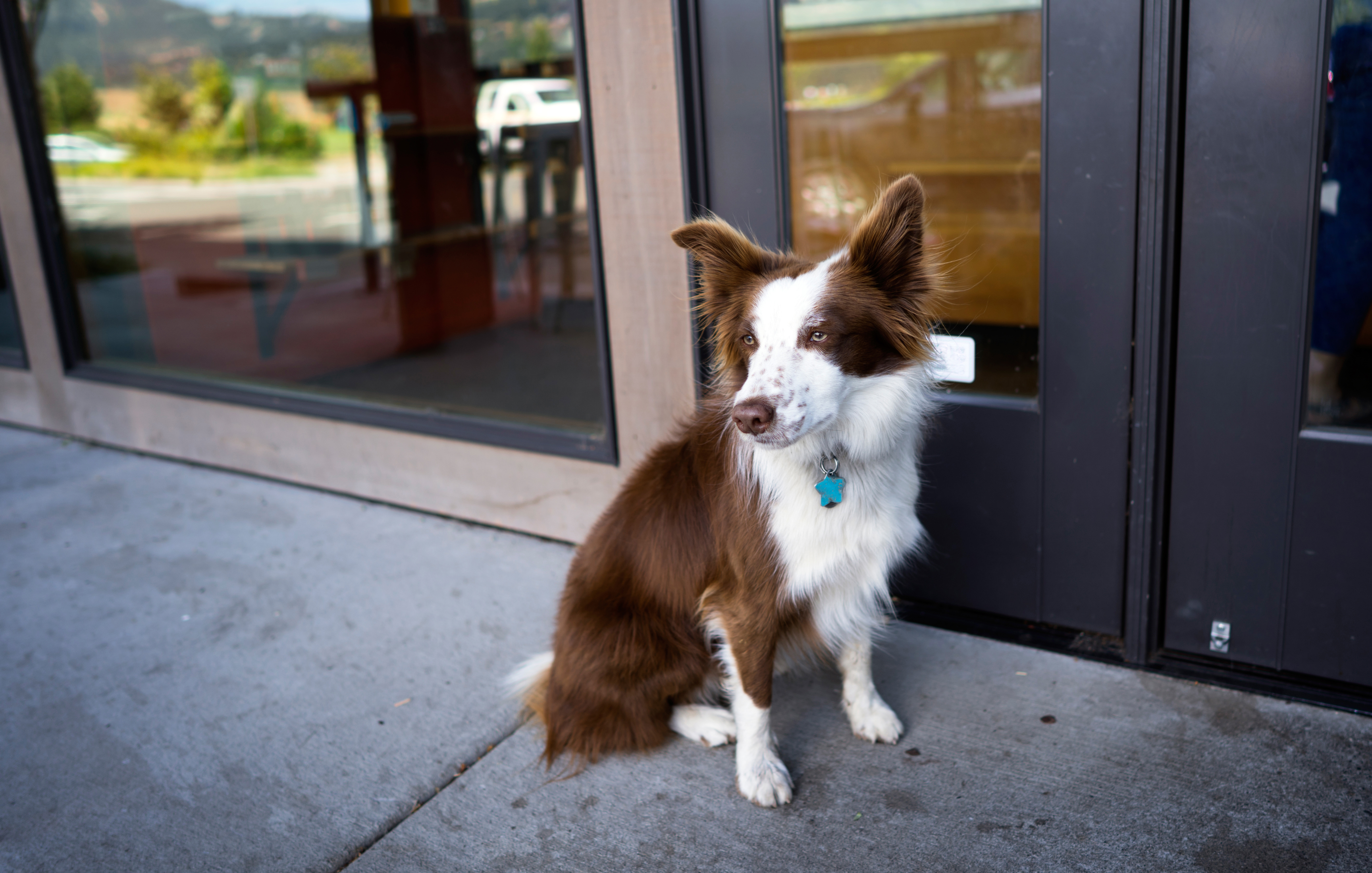 Dog Refuses To Face His Fear of Doorways—What Happens Next Surprises Owner