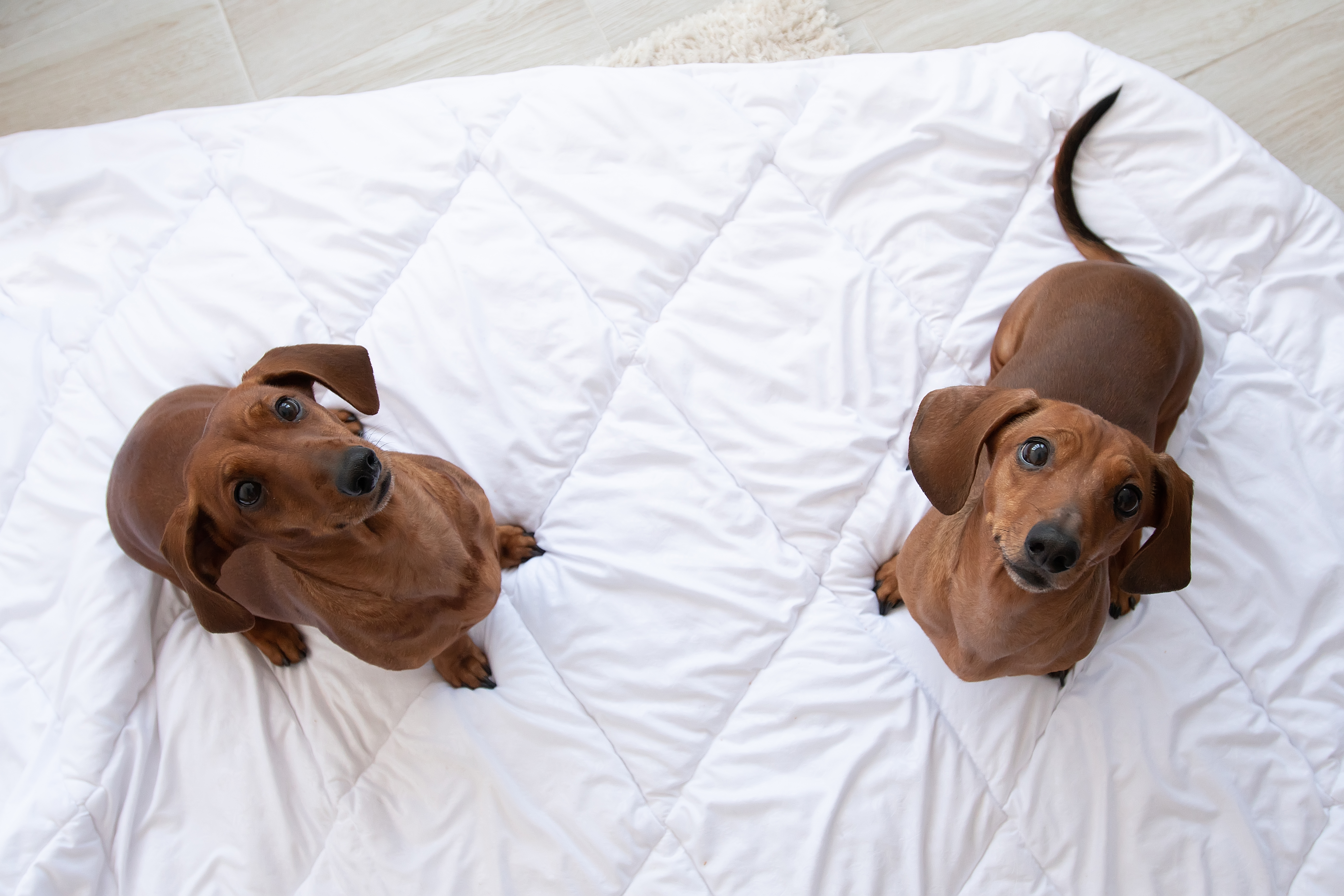 ‘Bored’ Dachshund Gets His Own Dog, Doesn’t Go As Owners Planned