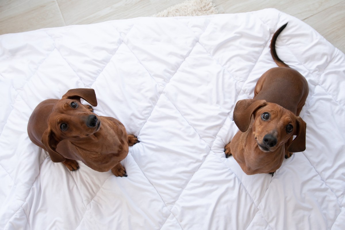 ‘Bored’ Dachshund Gets His Own Dog, Doesn’t Go As Owners Planned