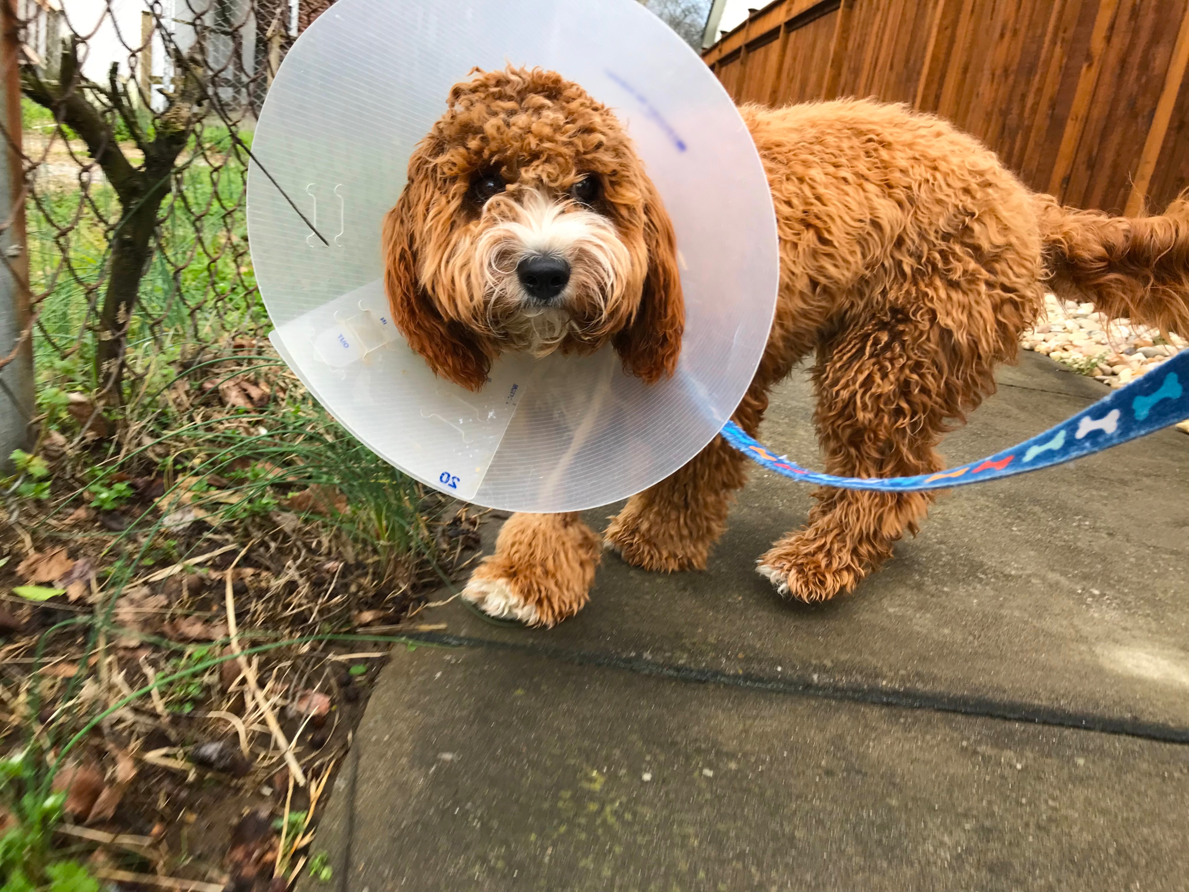 Goldendoodle Wakes Up From Anesthesia, Owner Not Prepared for Reunion