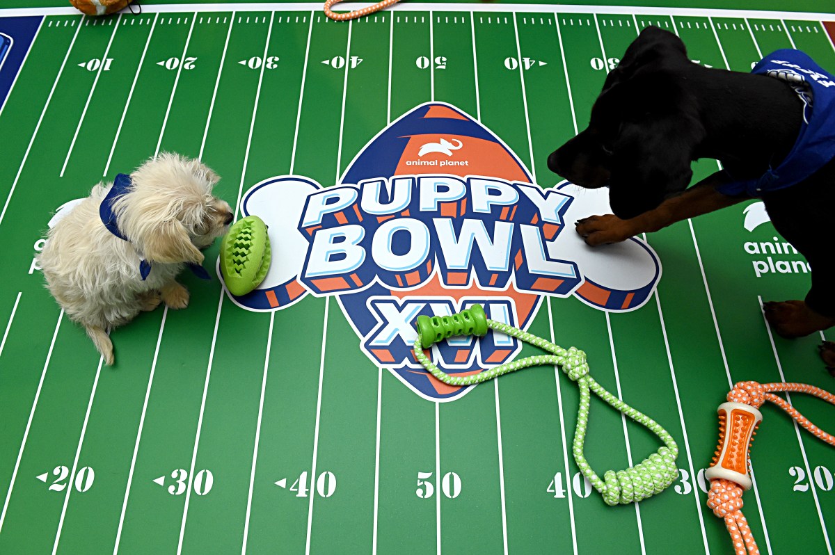 How to Watch 2026 Puppy Bowl: Live Stream Pre-Super Bowl Dog Show, TV Channel