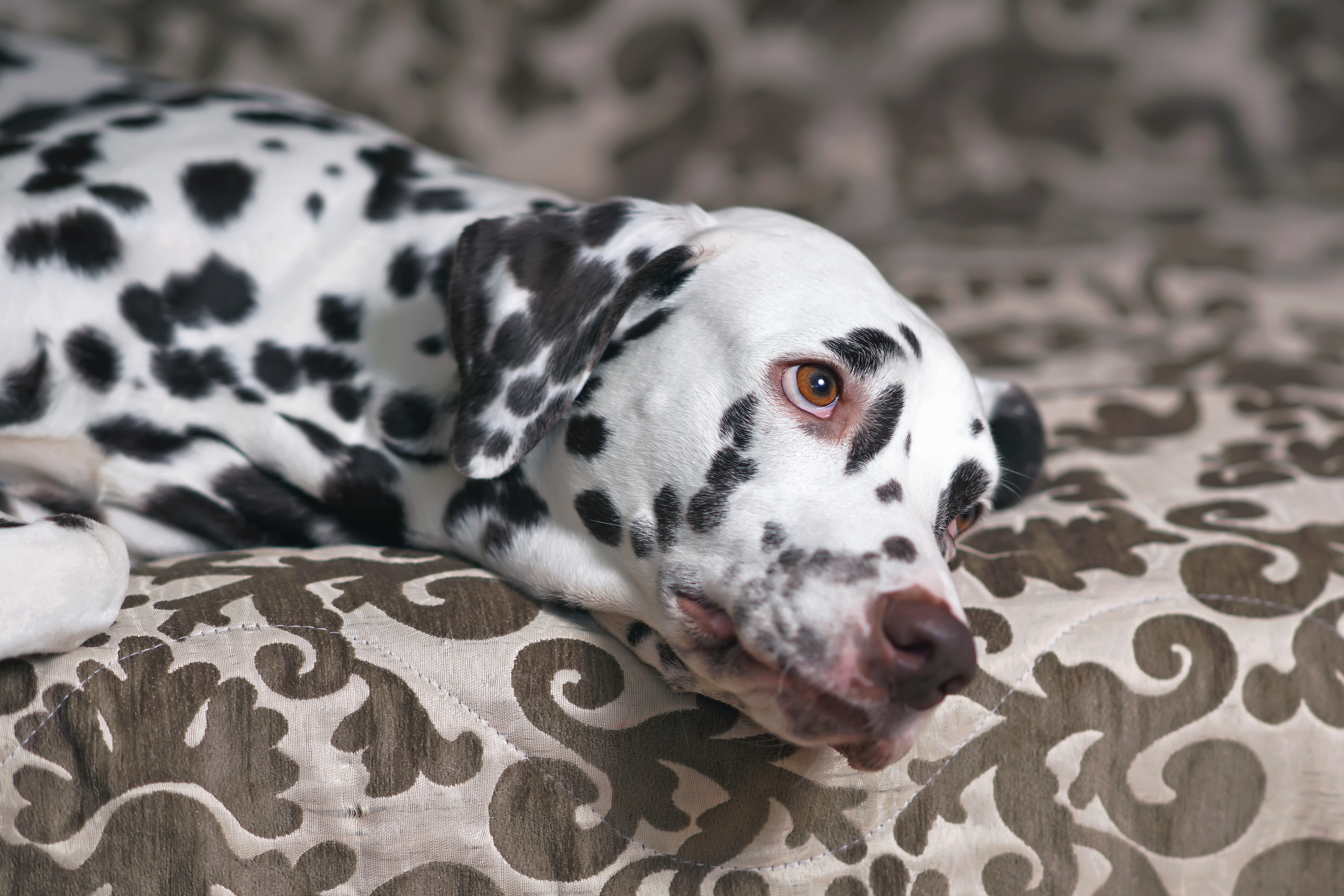 Remote Worker Returns to Office After 6 Years, Hearts Break Over Dalmatian