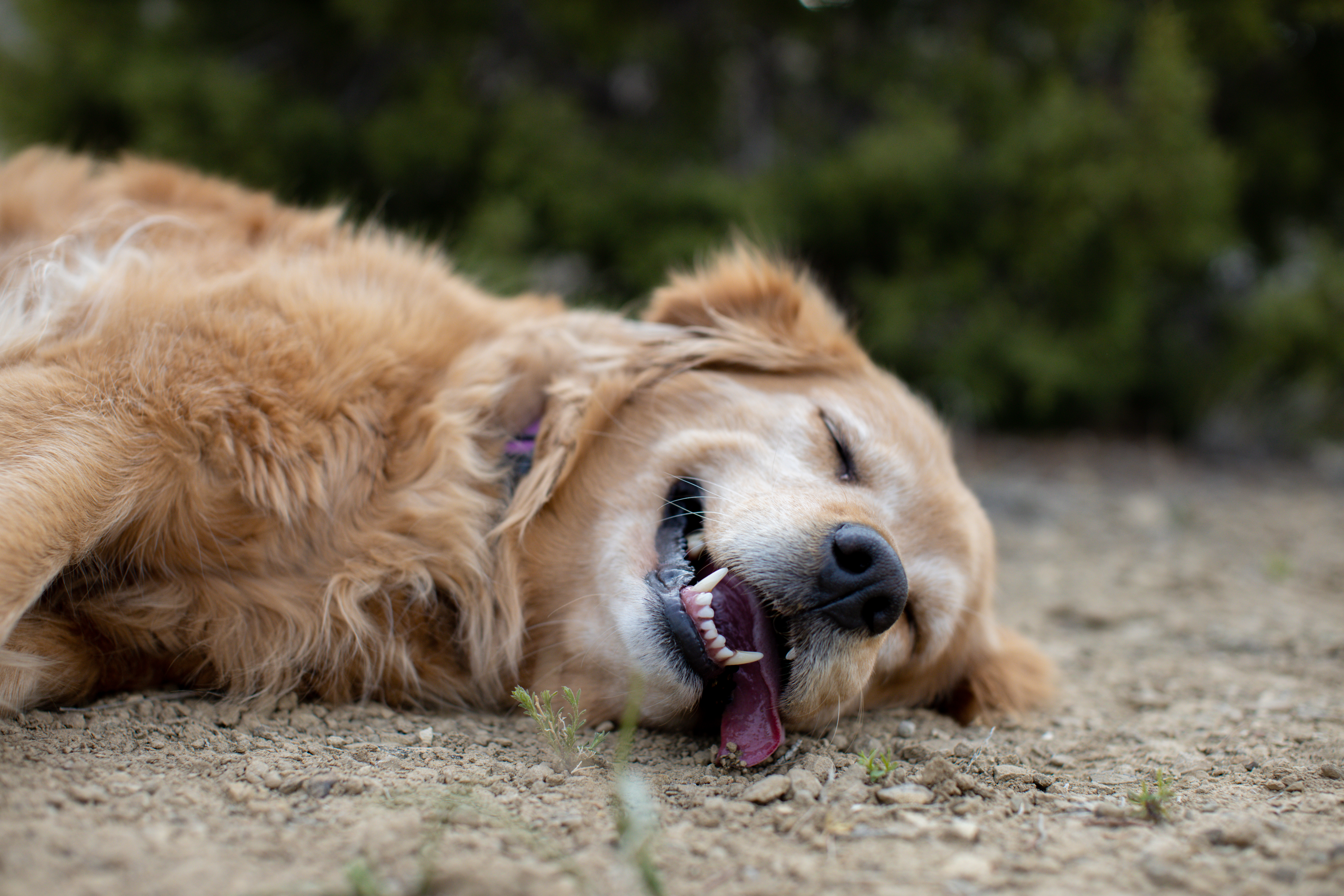 Golden Retriever Finds ‘Best Nap Spot’ During Walk, Here’s Why It’s Viral