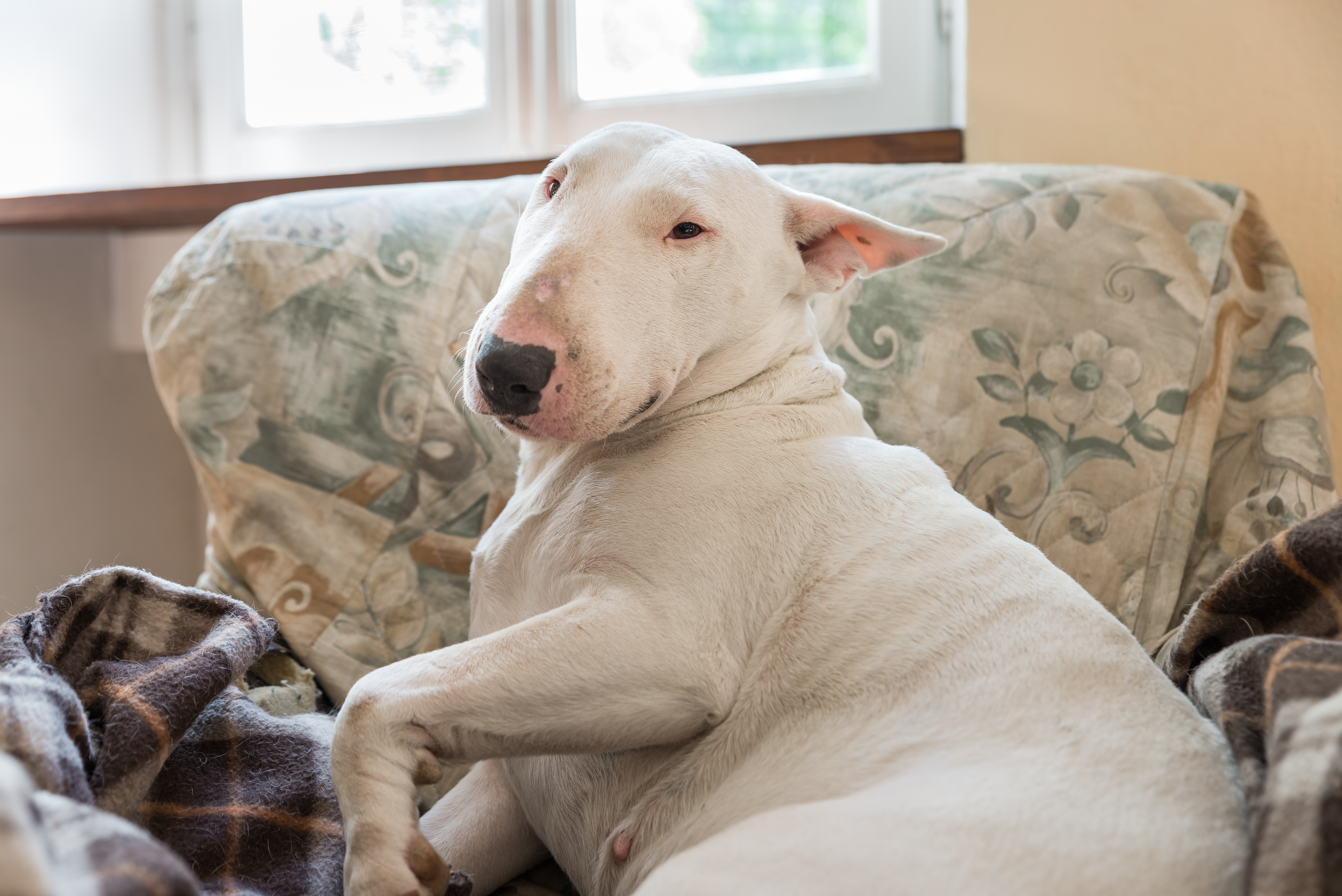 Dog 'Too Ugly' to Adopt Spent a Year in Shelter—Then a Woman Saw Him