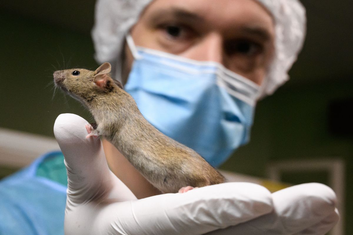 The Hidden Dangers of Ketogenic Diets: Insights from New Mouse Study