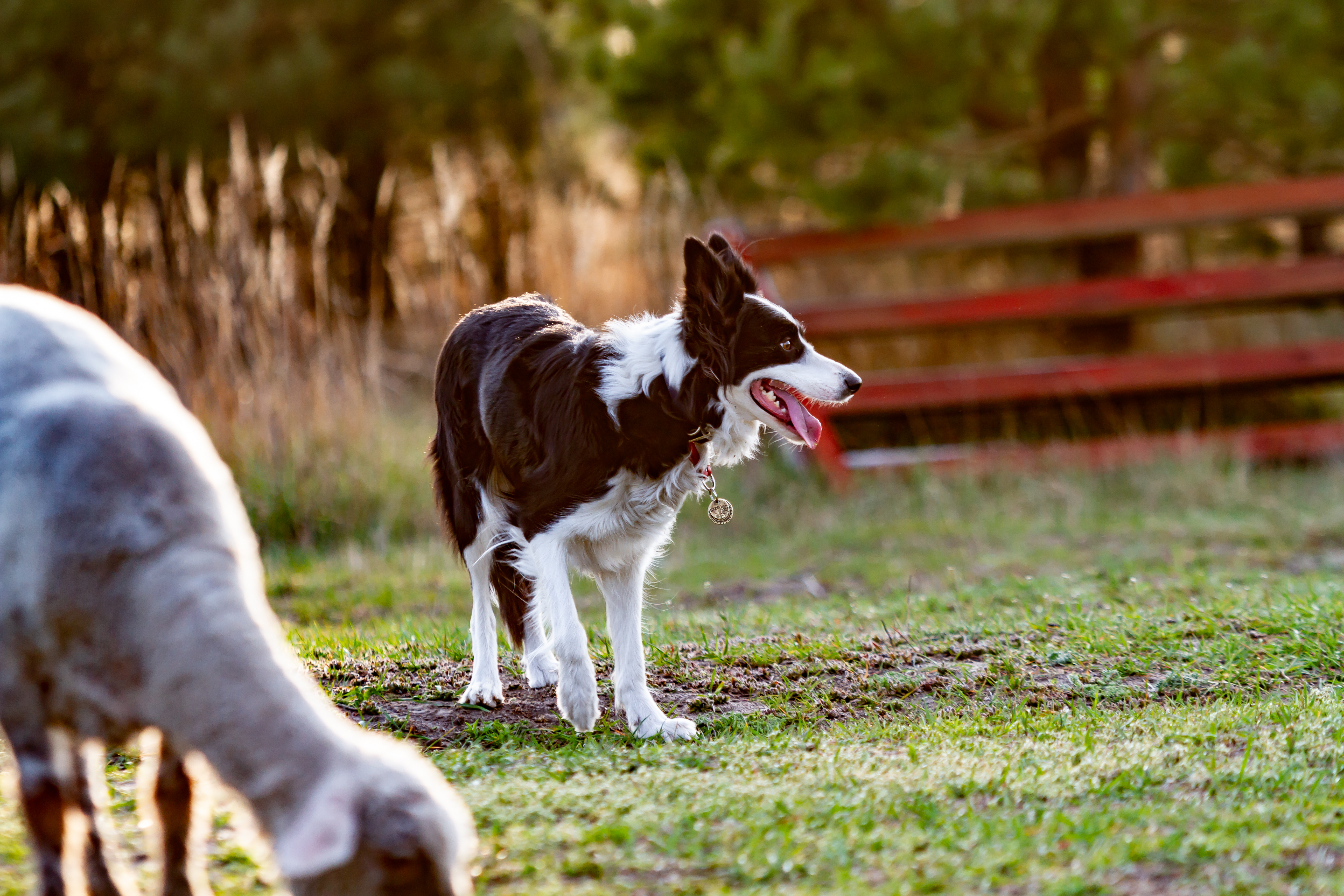 Border Collie Sees Goat, Hysterics at Herding Skills: ‘Lied on Your Resume’