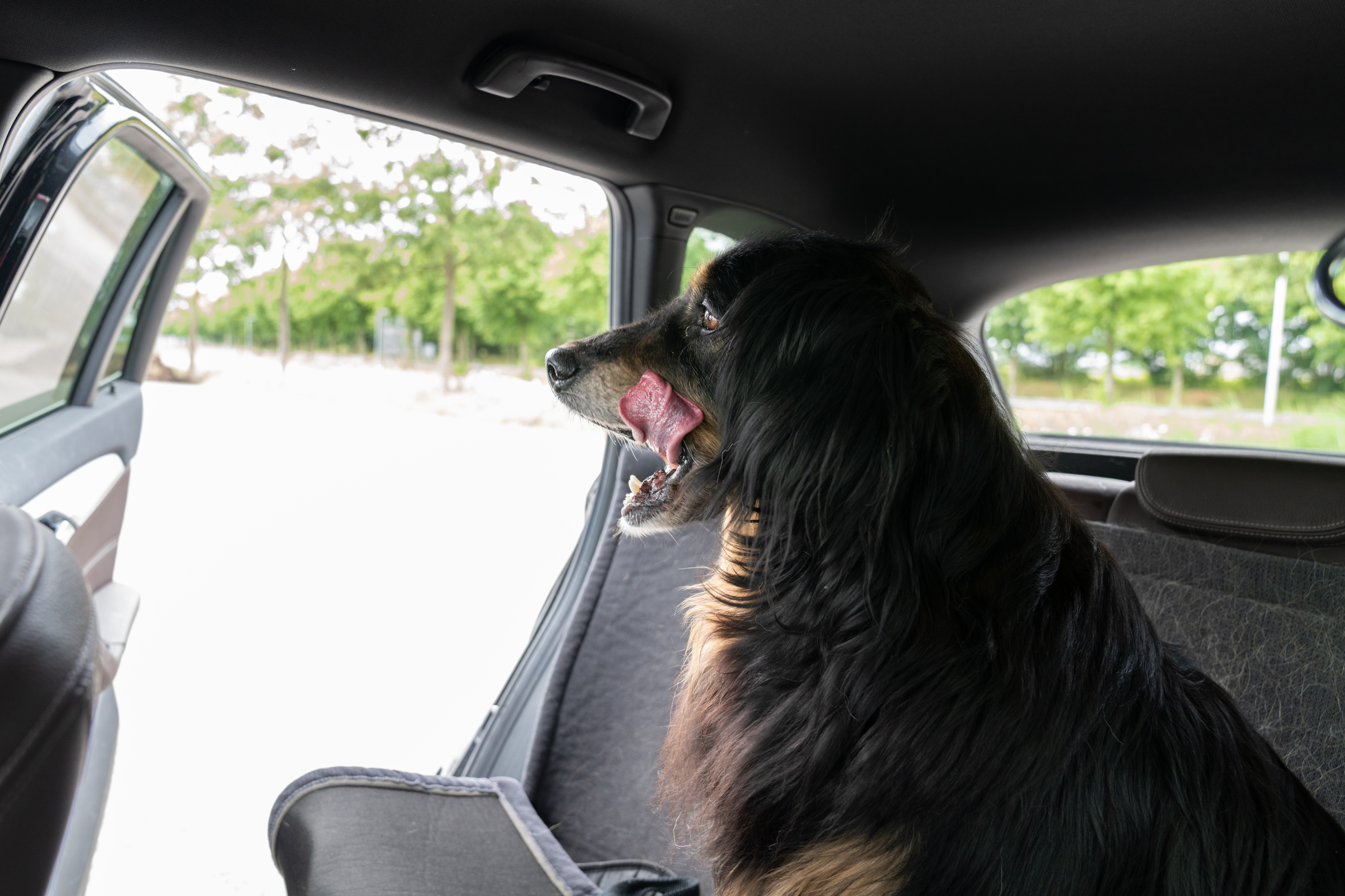How Dog Acts During Car Ride Home After Taking Kids to School Warms Hearts