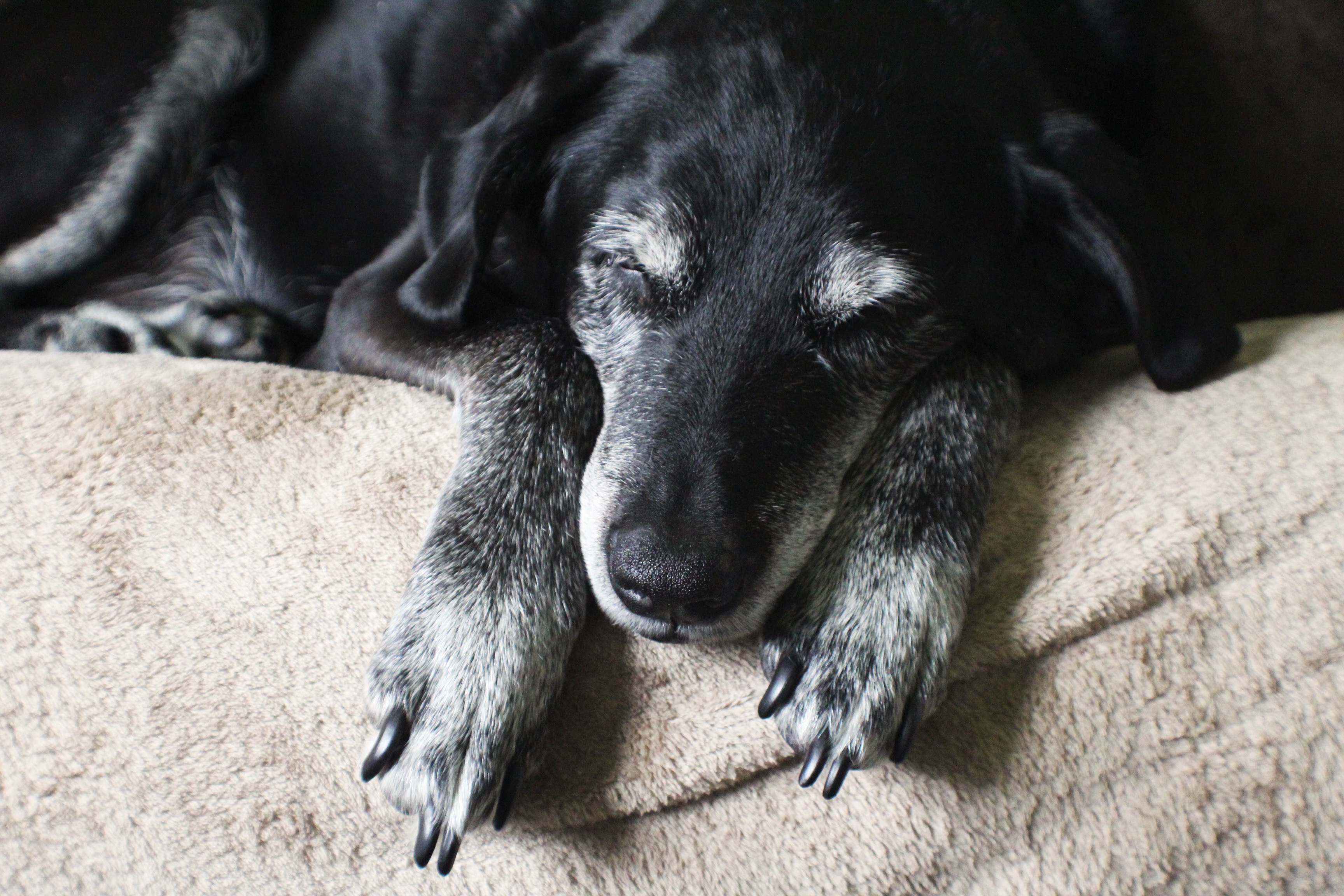 Owner Adopts ‘Beagle Mix,’ 18 Years Later Comes Shock DNA Result