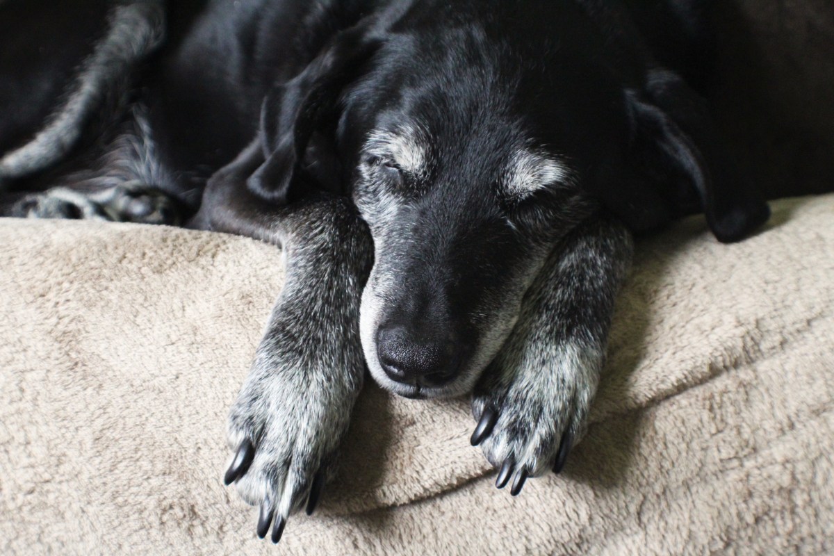 Owner Adopts &lsquo;Beagle Mix,&rsquo; 18 Years Later Comes Shock DNA Result