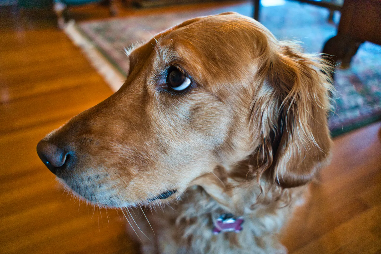 Golden Retriever Gets Attention From Owner, Sibling Makes Feelings Known