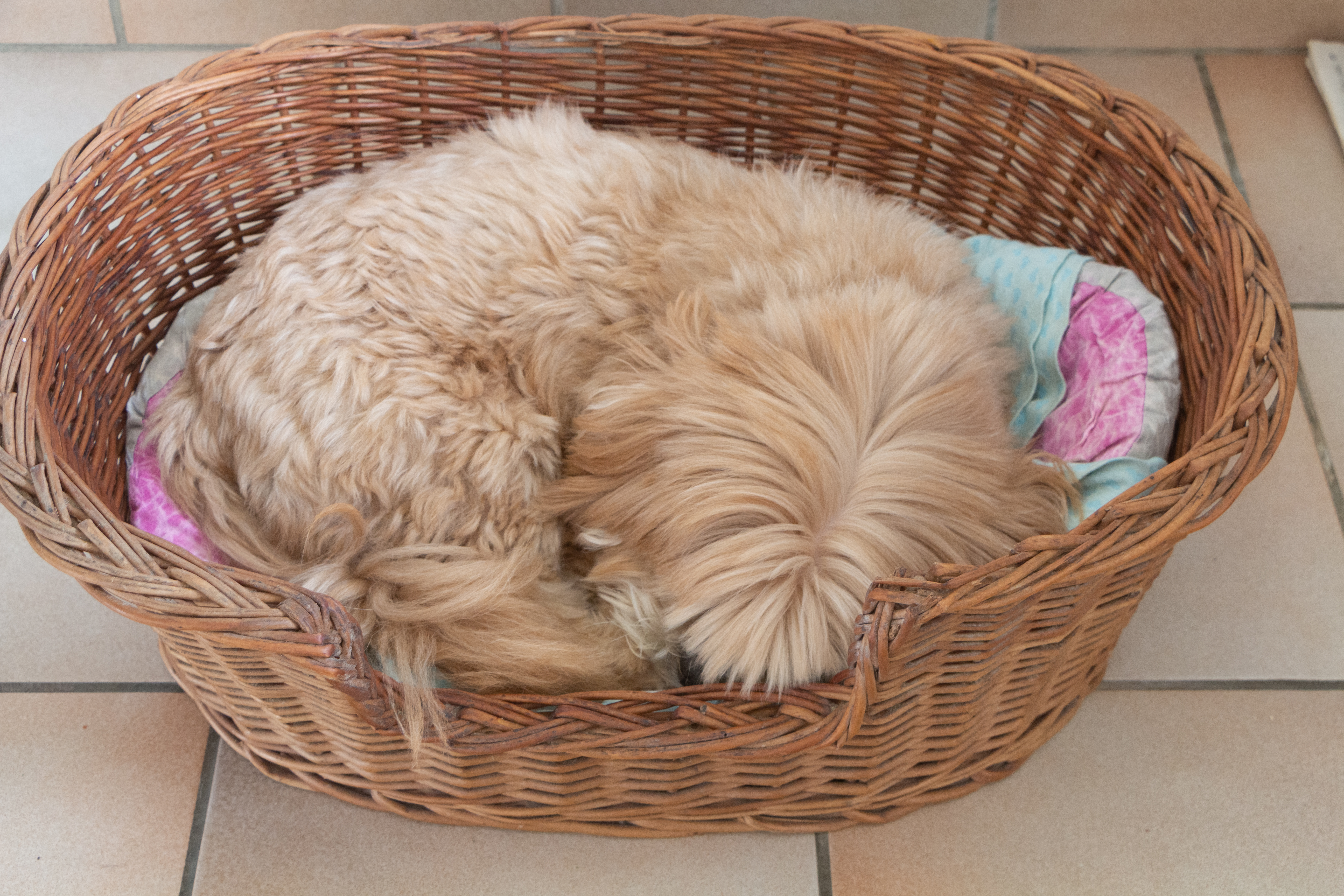 Senior Dog Reacts to Bed Being Moved—and Viewers Can’t Cope