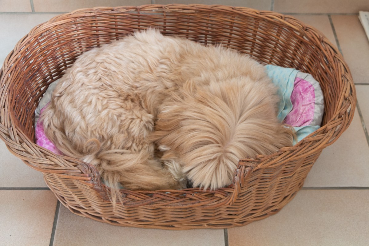 Senior Dog Reacts to Bed Being Moved&mdash;and Viewers Can&rsquo;t Cope