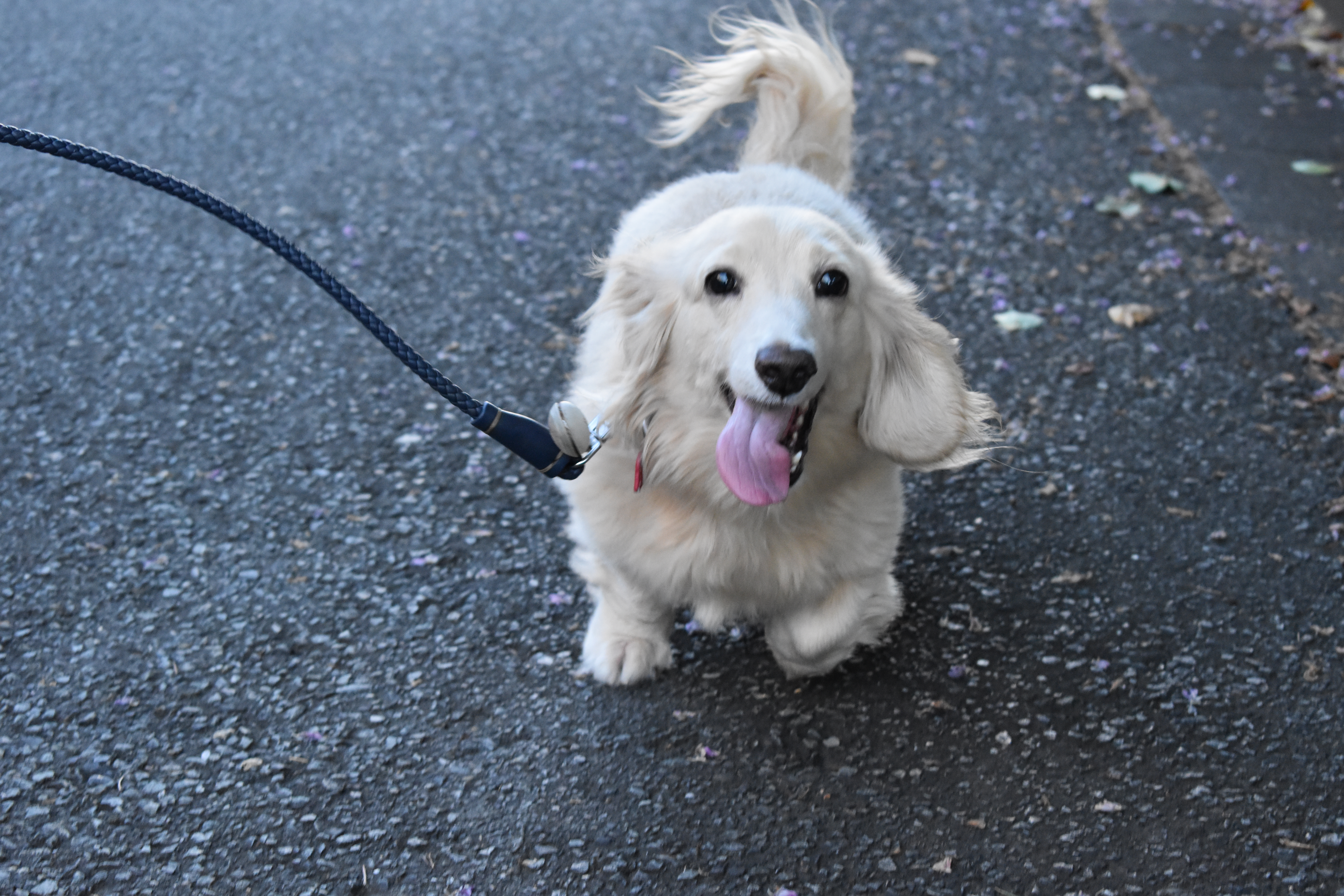 Hysterics at Unusual Way Dachshund Gets Fed: ‘Hard to Explain'
