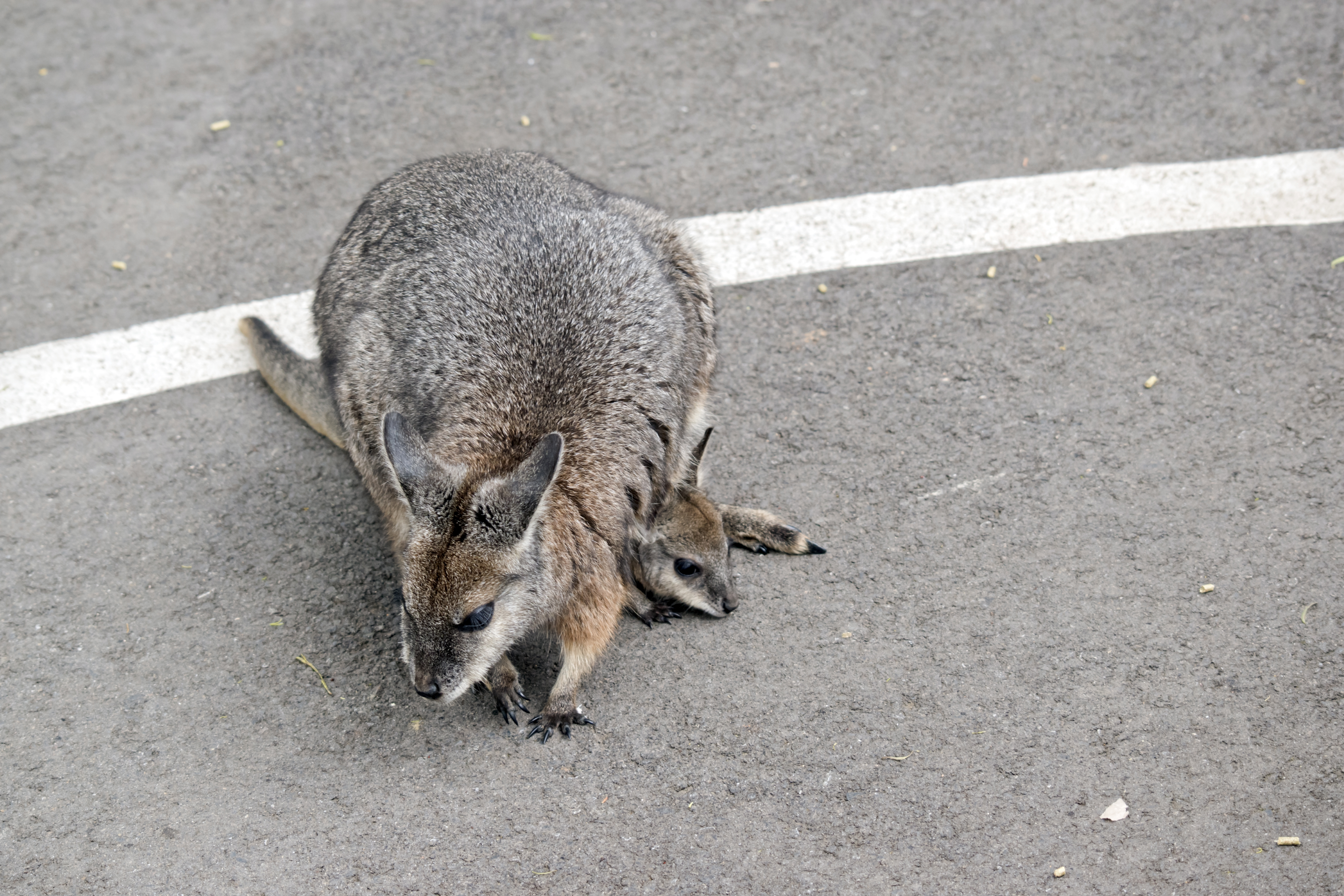 Baby Wallaby Falls out of Mom’s Pouch, Shock Over What Woman Reveals Next