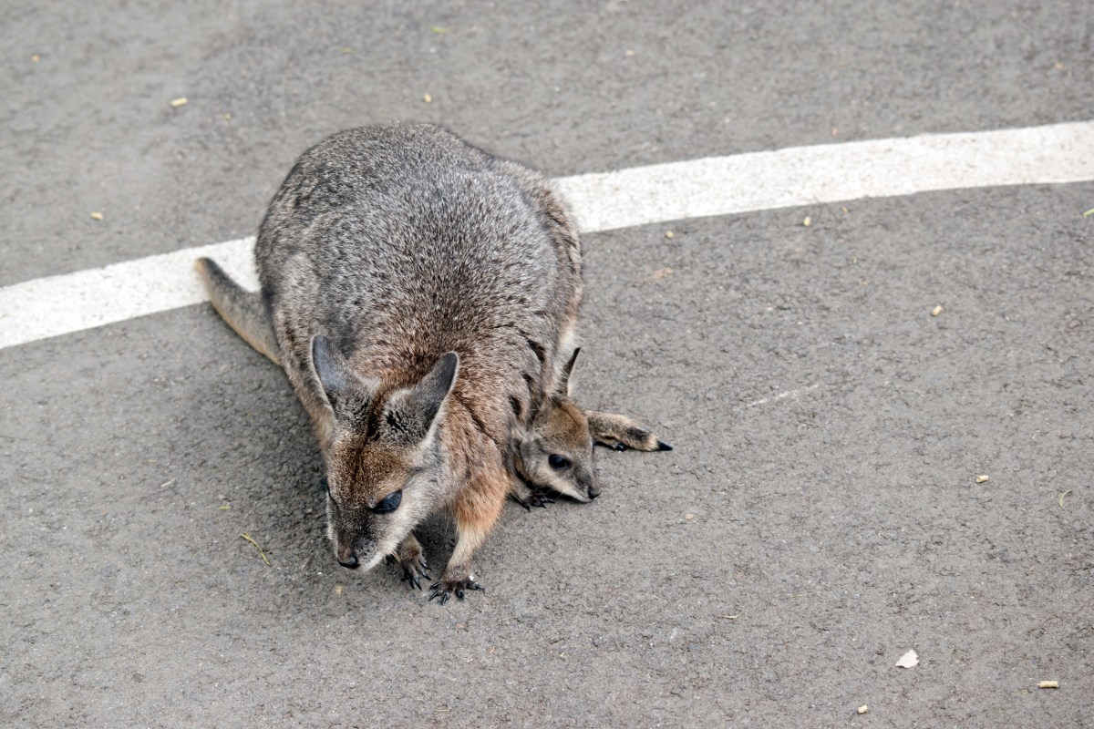 Baby wallaby falls out of mom’s pouch, shock over what woman reveals next