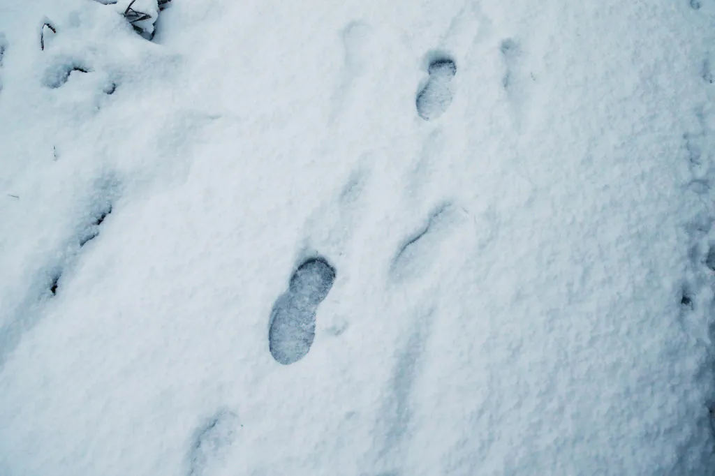 Steps In Snow Couple Notices ‘Eerie’ Footsteps in Snow—Everyone is ‘Concerned’ - Newsweek