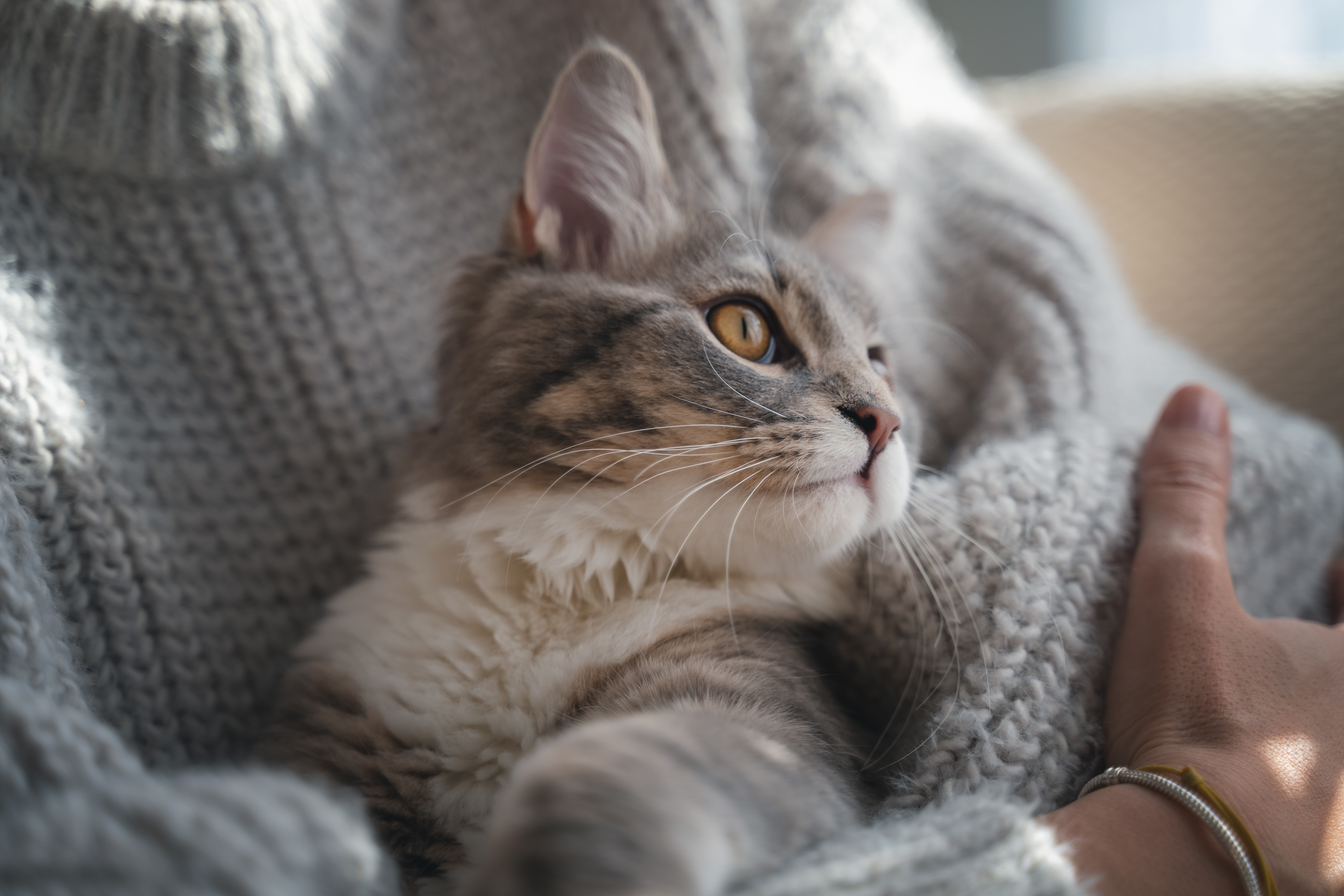 Woman Has Heartwarming Realization About Her Cat: ‘She Always Shows Up’