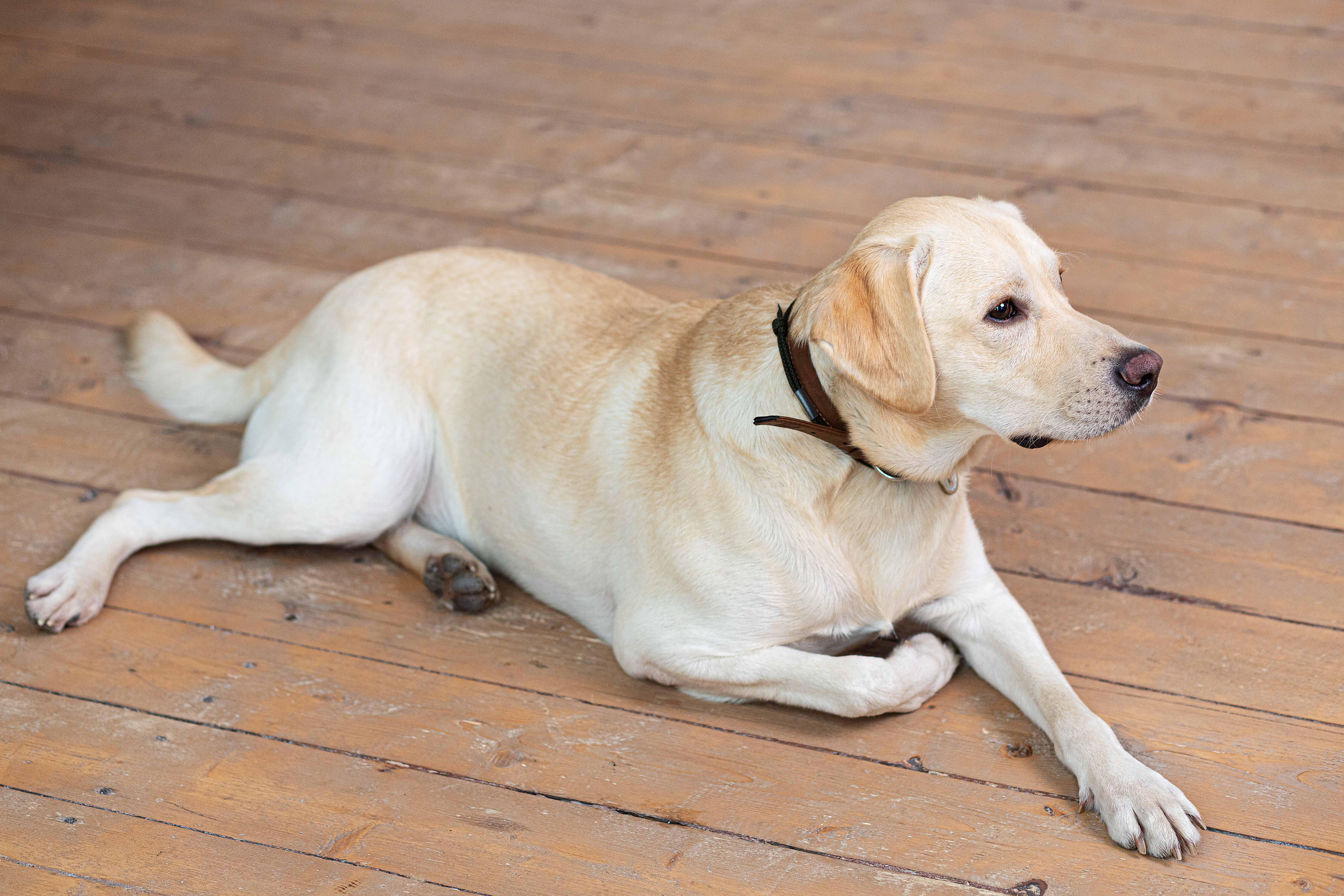 Retired Service Labrador Struggling To Walk Asks for Dinner, Goes Viral