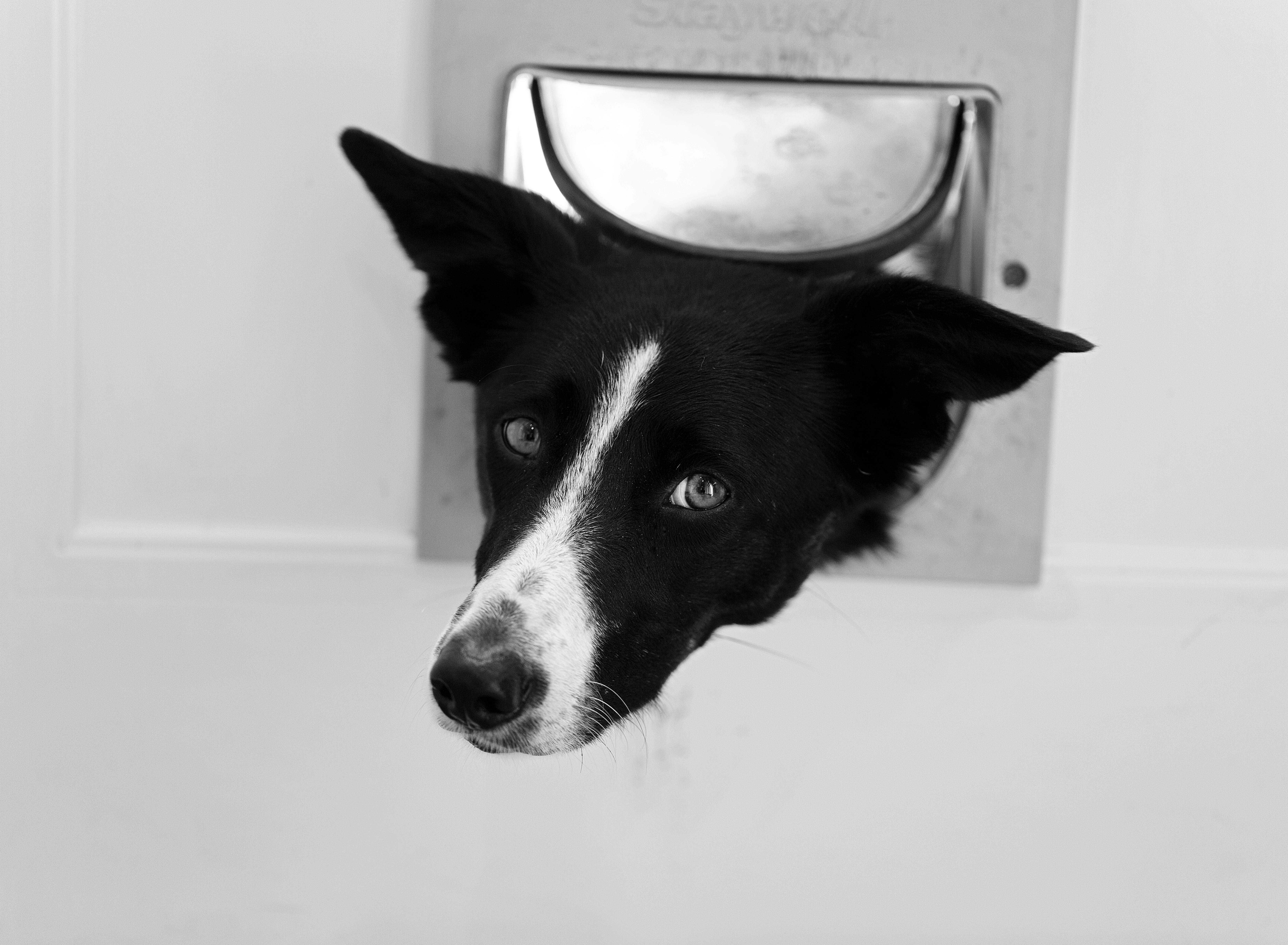 Dog Hates the Vacuum, Hysterics at What’s Captured: ‘Aggressive Drive Thru’