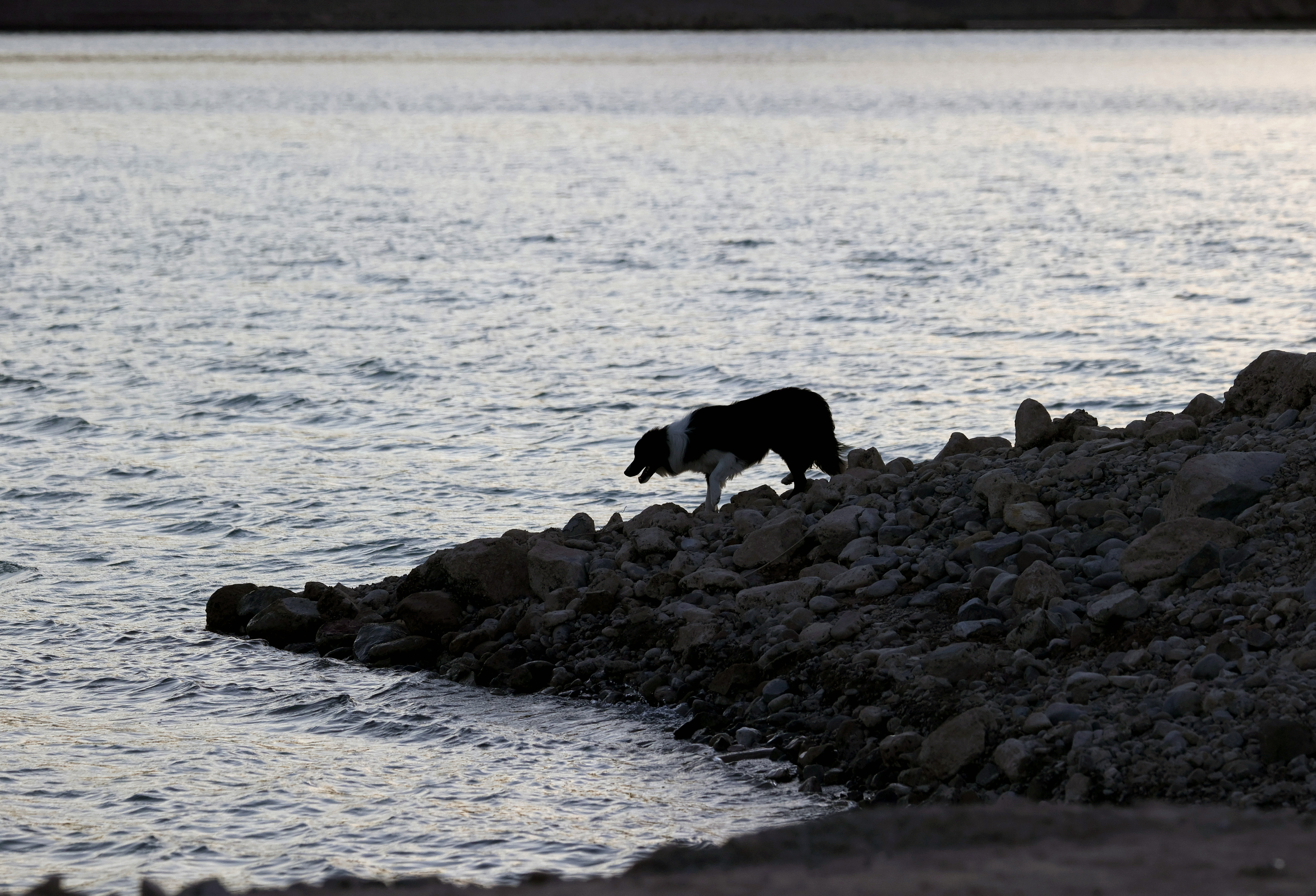 Parasite That Can Kill Dogs Found Near Lake Mead