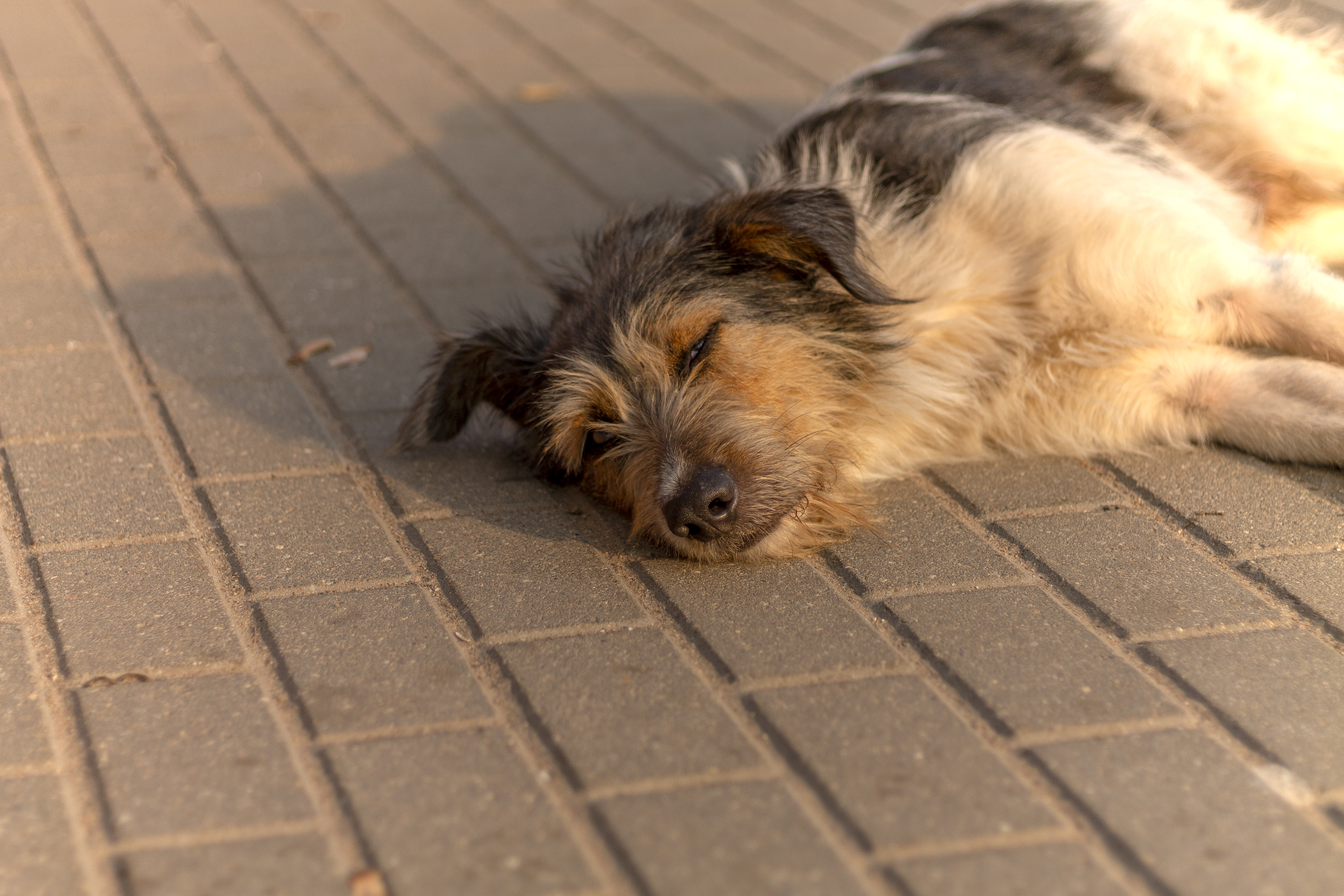 Rescue Dog’s DNA Test Changes Everything Owner Thought They Knew