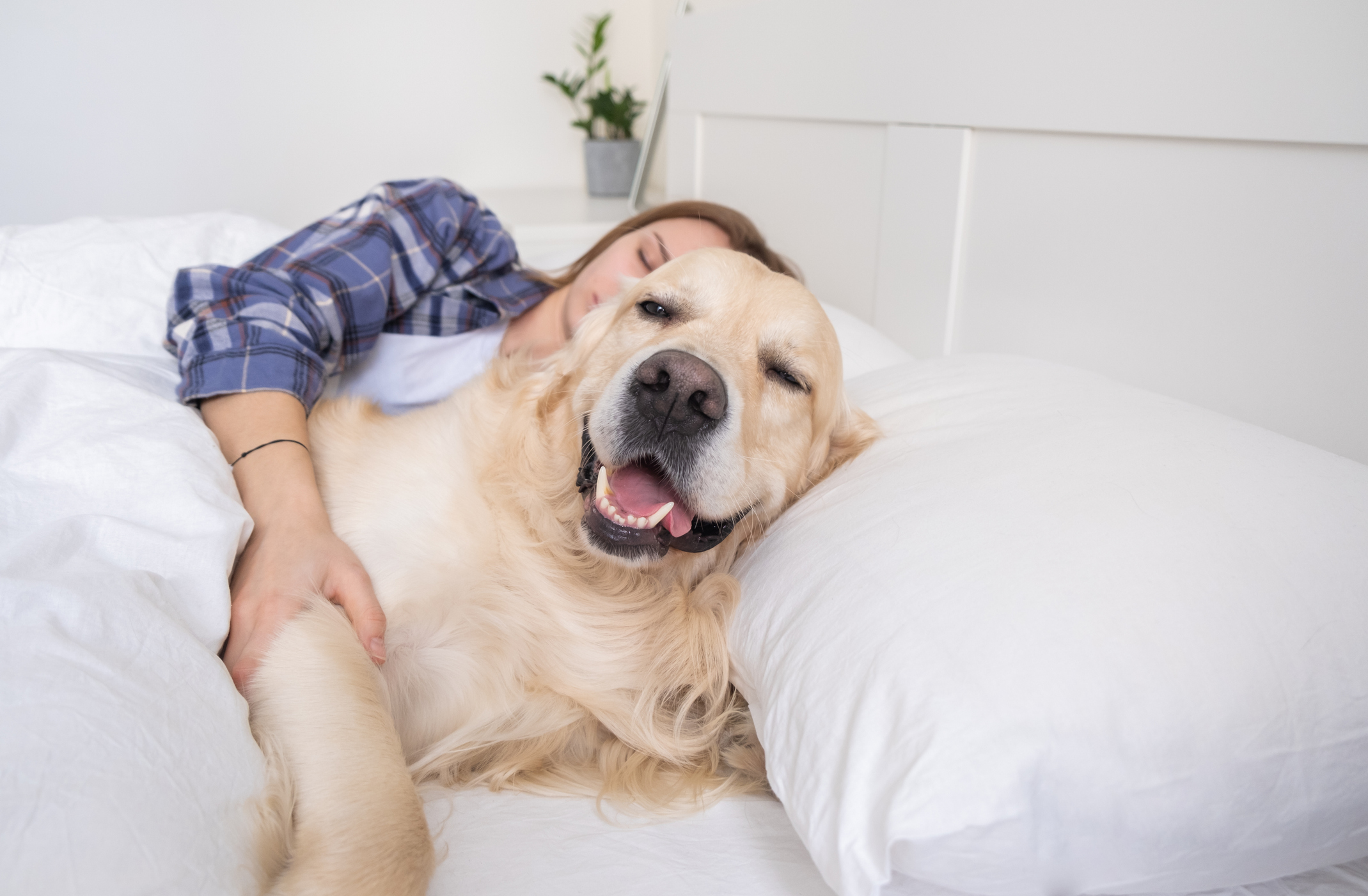 Golden Retriever Decides To Wake Up House Guest—Hysterics at Their Method