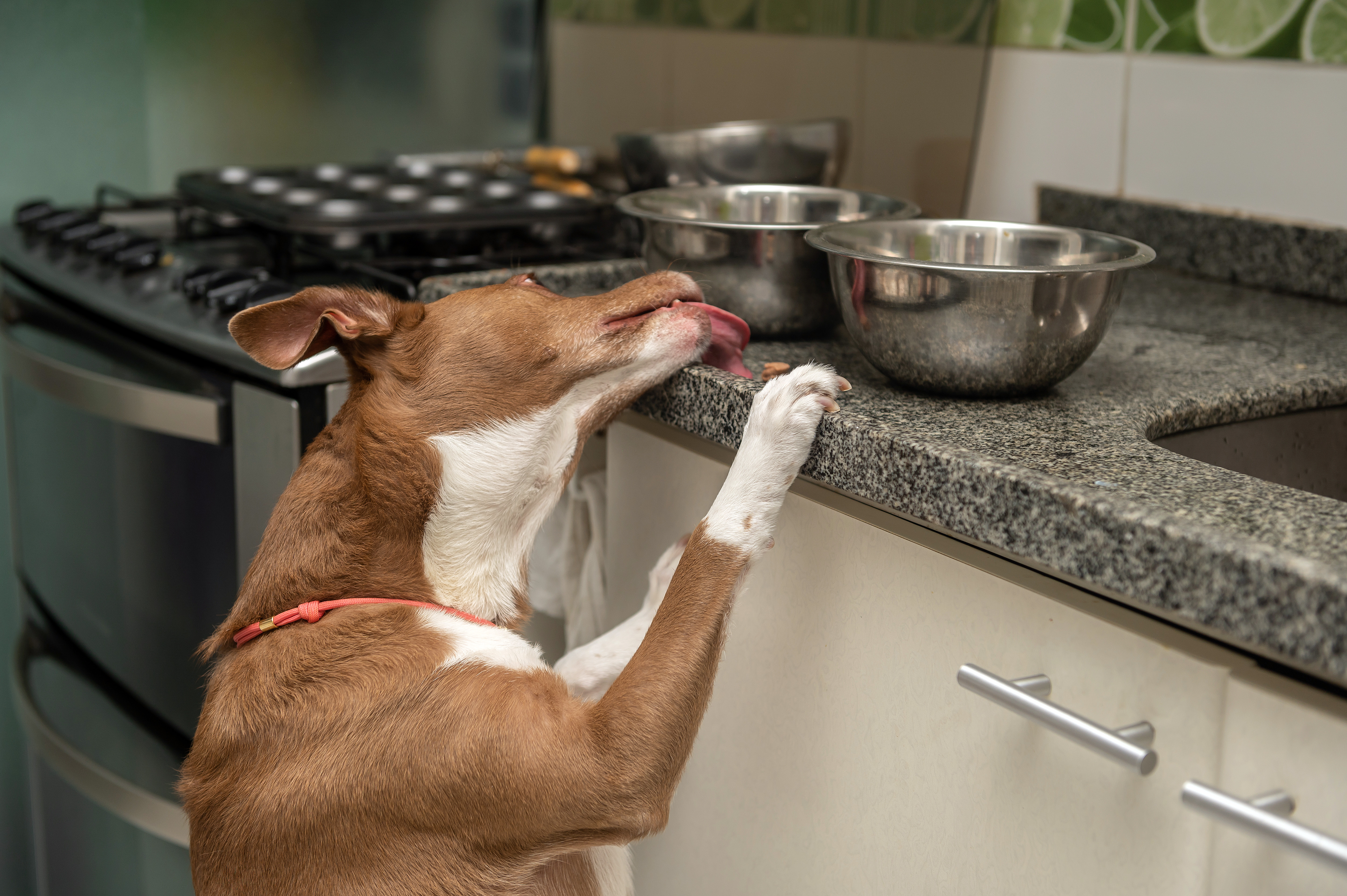 Thinking of Getting a Dog? Trainer Reveals 6 of the Biggest Challenges