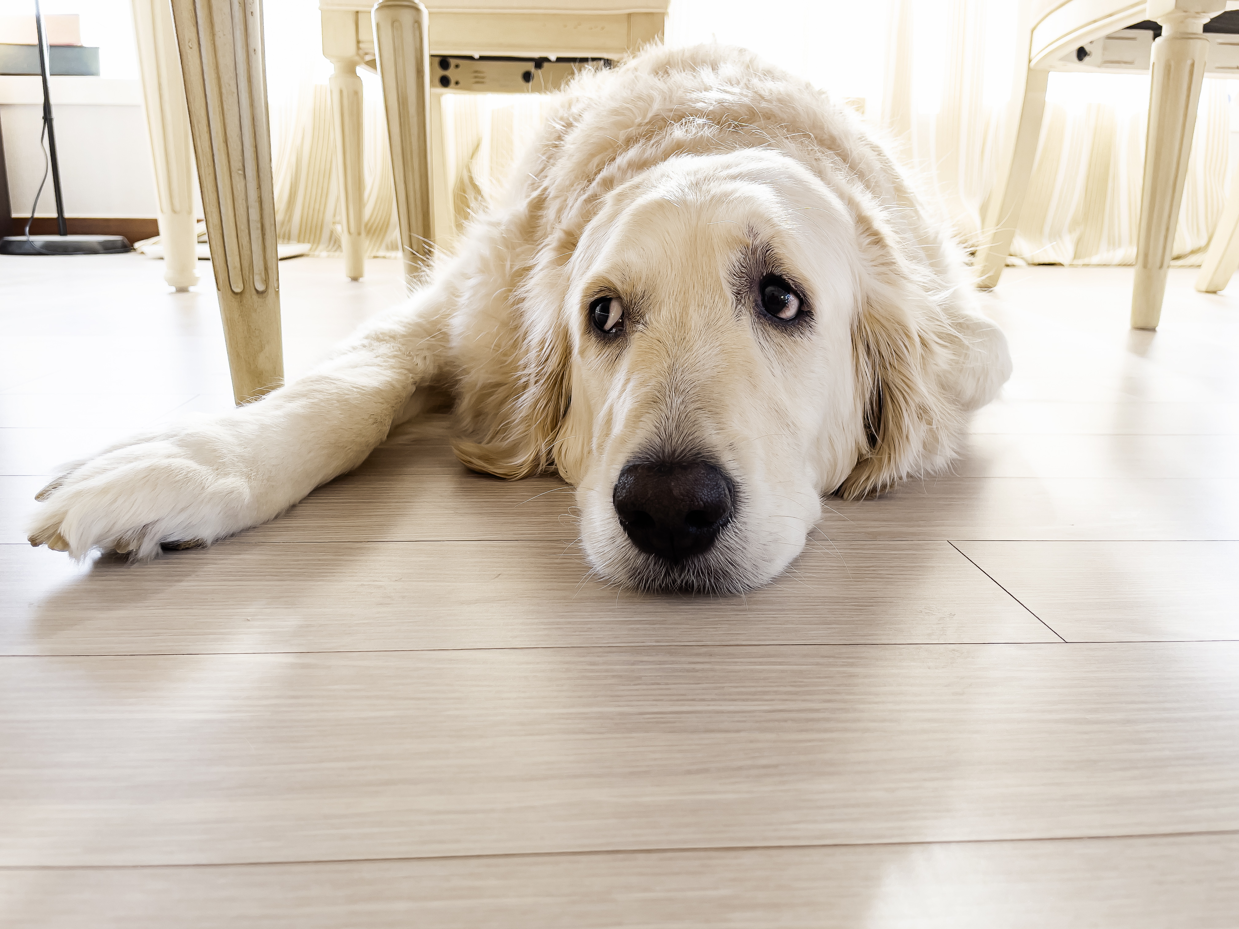 Internet Can’t Cope With Reason Golden Retriever Is Terrified of Sister