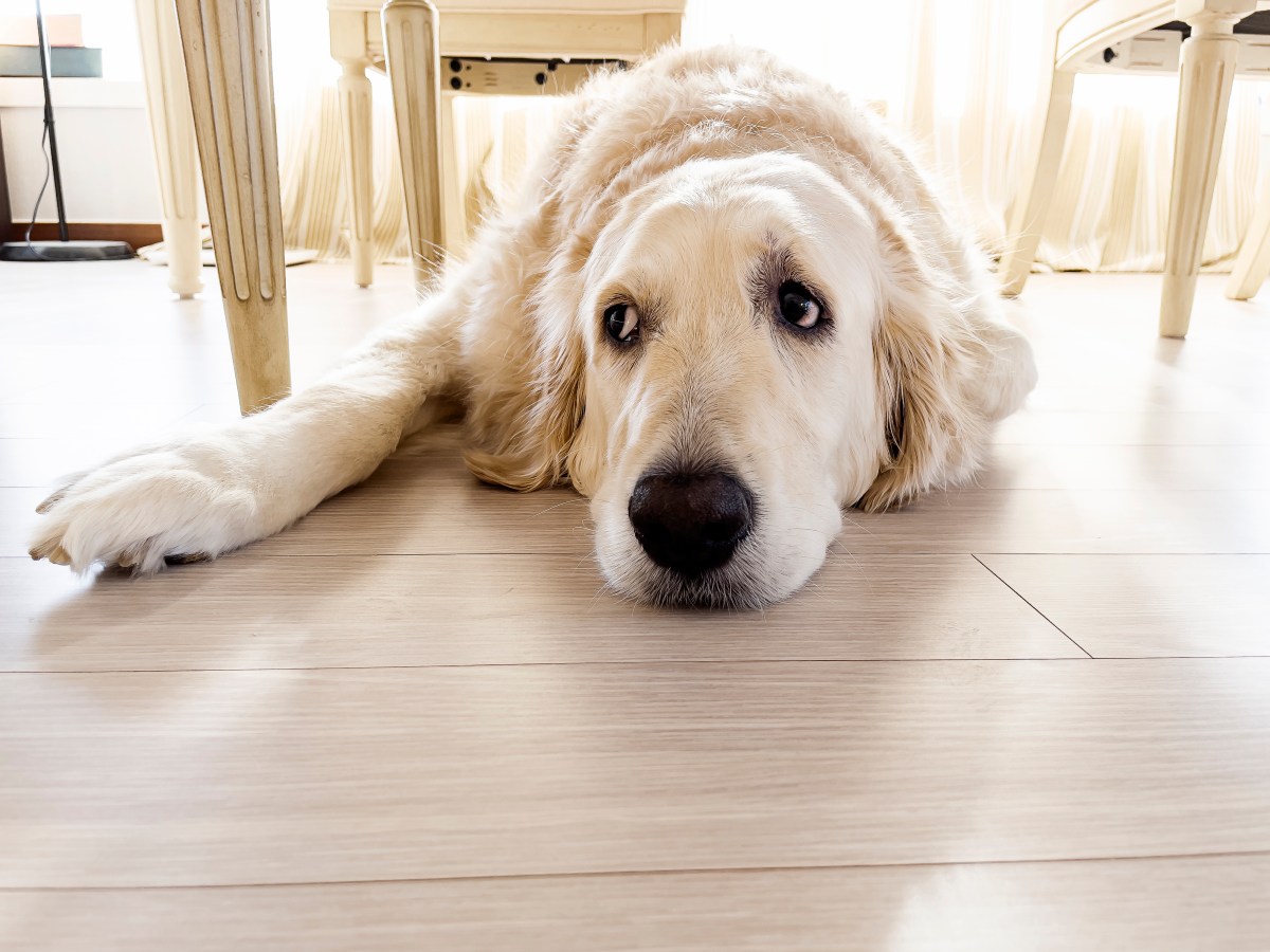 Internet Can’t Cope With Reason Golden Retriever Is Terrified of Sister