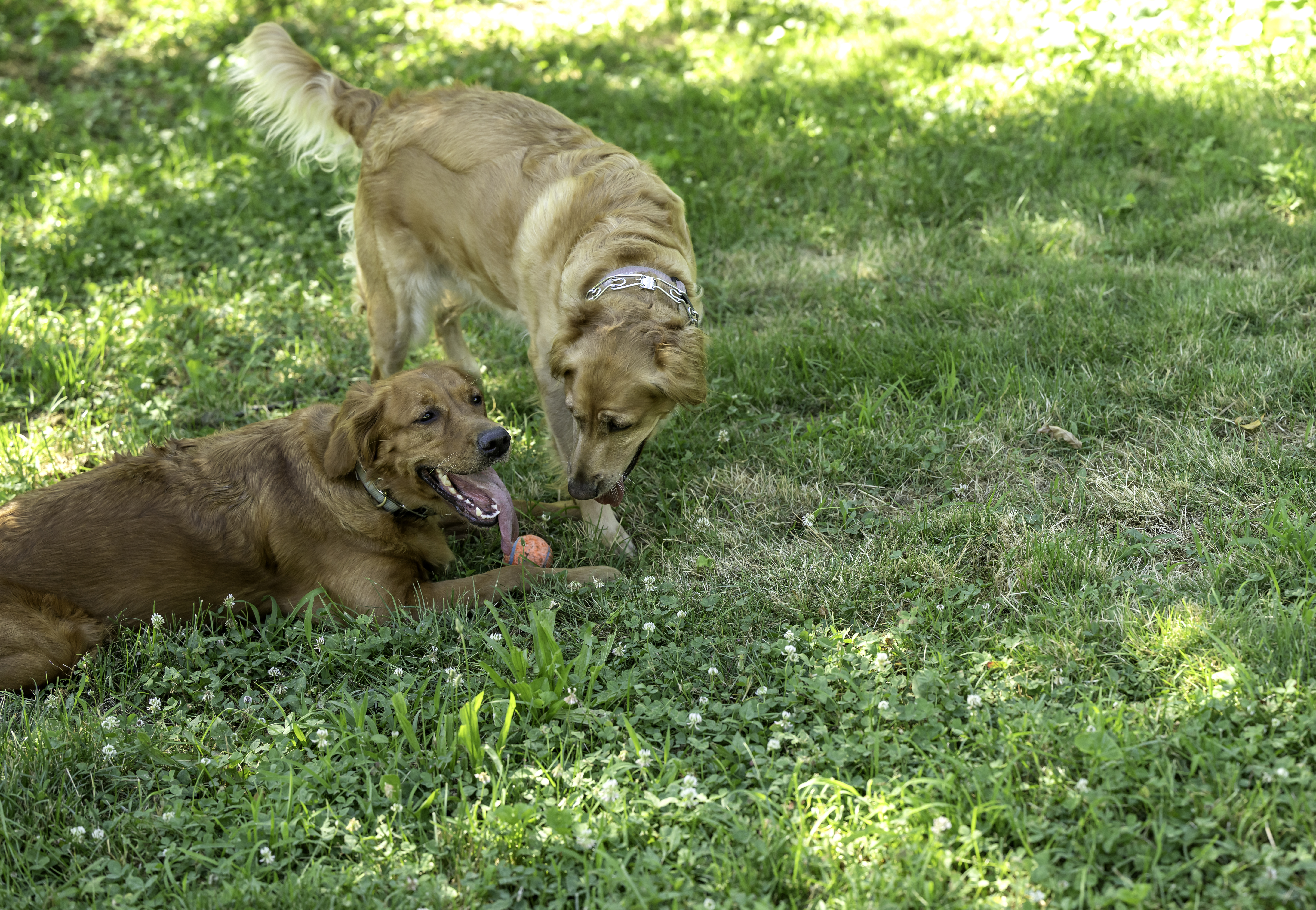 Golden Retriever Siblings Play in Yard, Internet Obsessed With Owner’s View