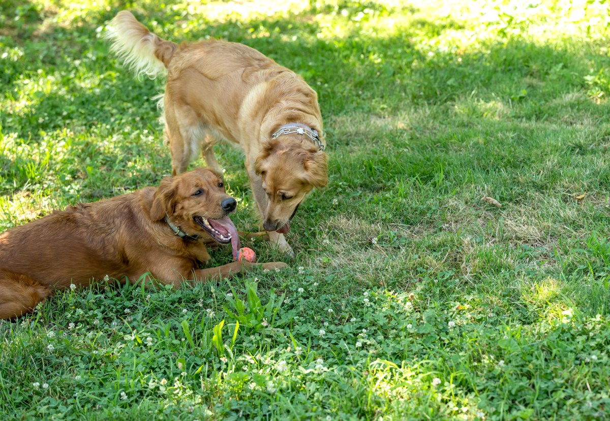 Golden Retriever Siblings Play in Yard, Internet Obsessed&nbsp;With&nbsp;Owner&rsquo;s View