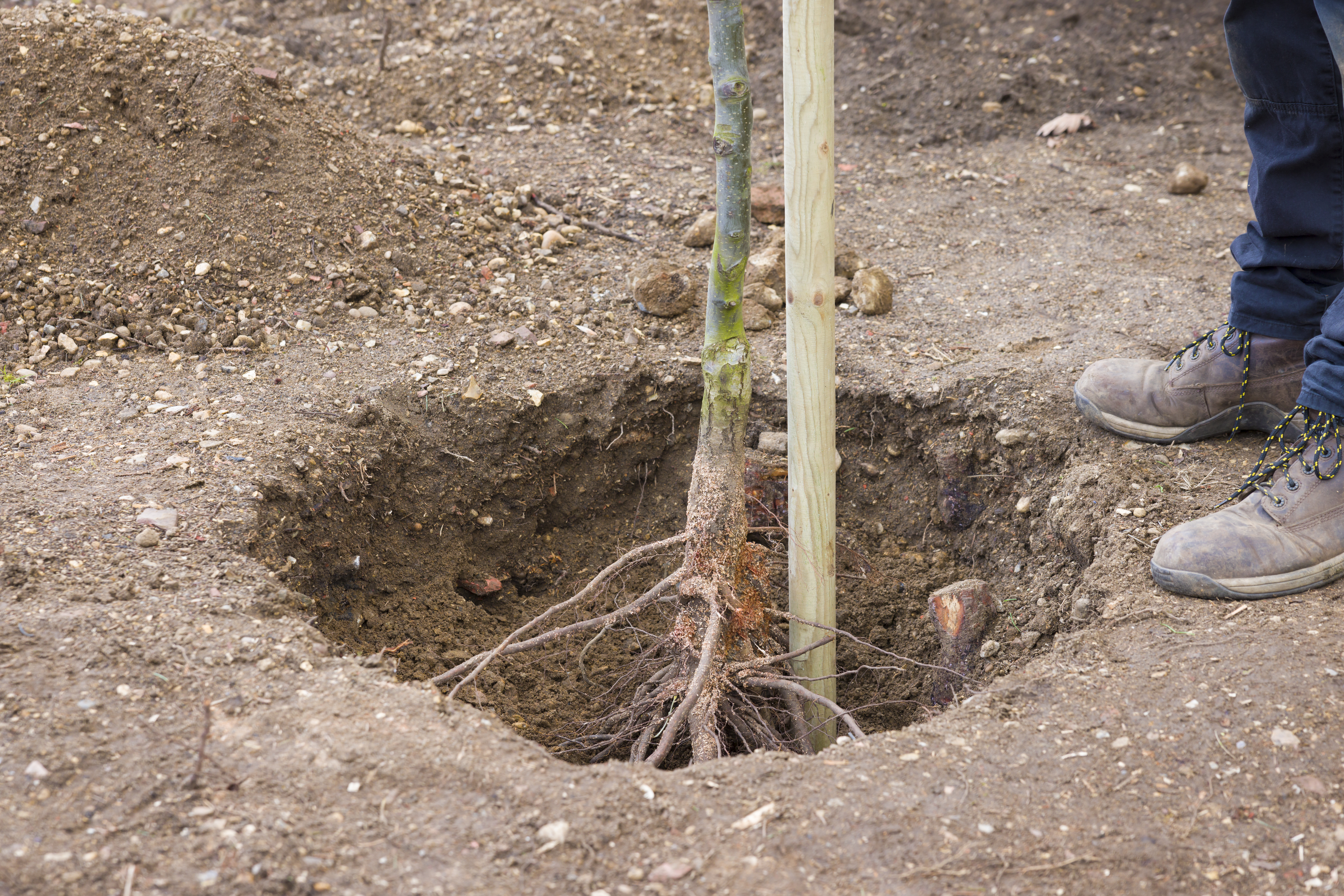 Woman Tries to Plant Tree Not Ready for What She Discovers: 'Be Very Careful'