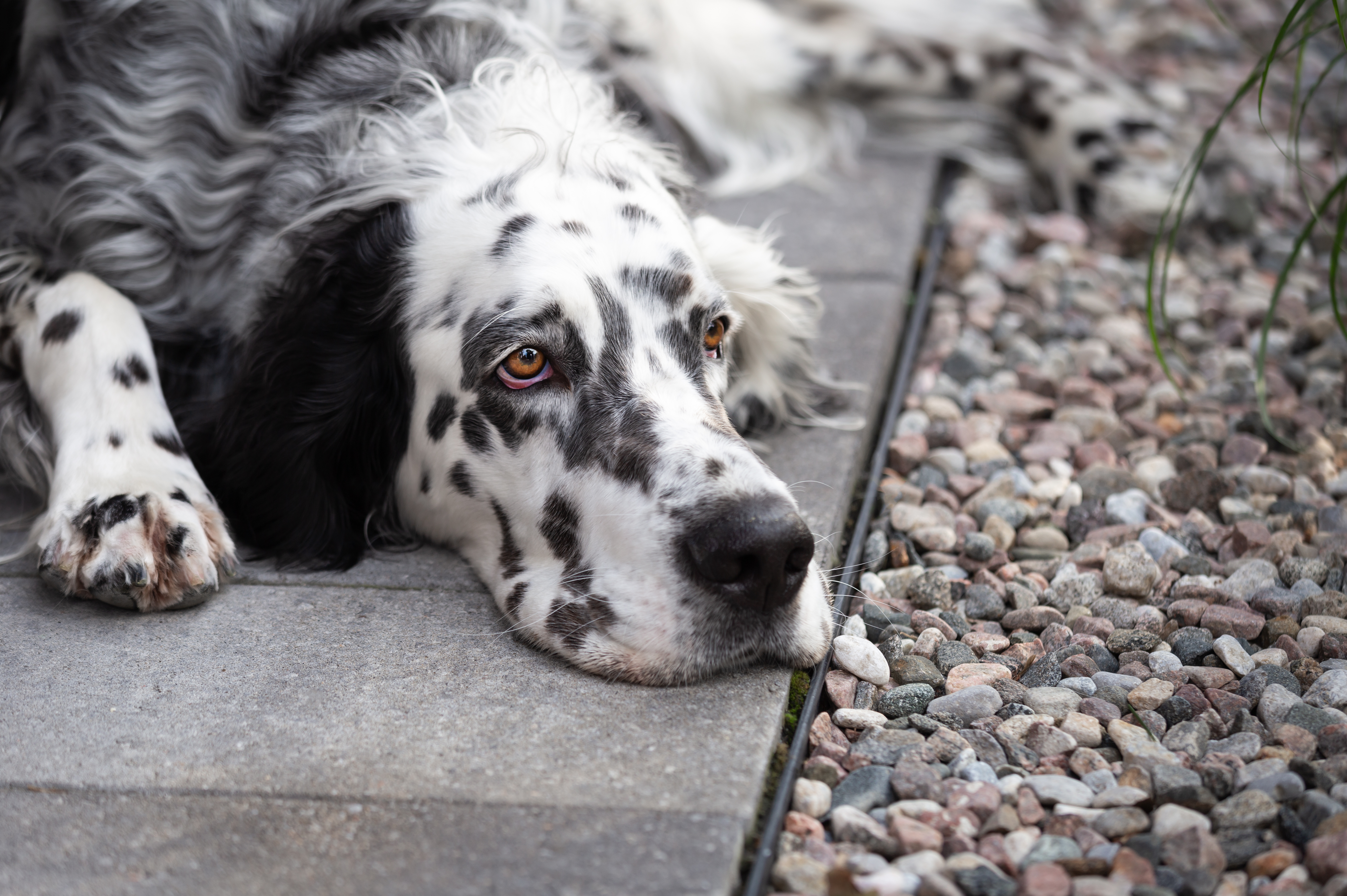 Rescue Dog Forced To Live Outside Has Heartbreaking Reaction to New Home