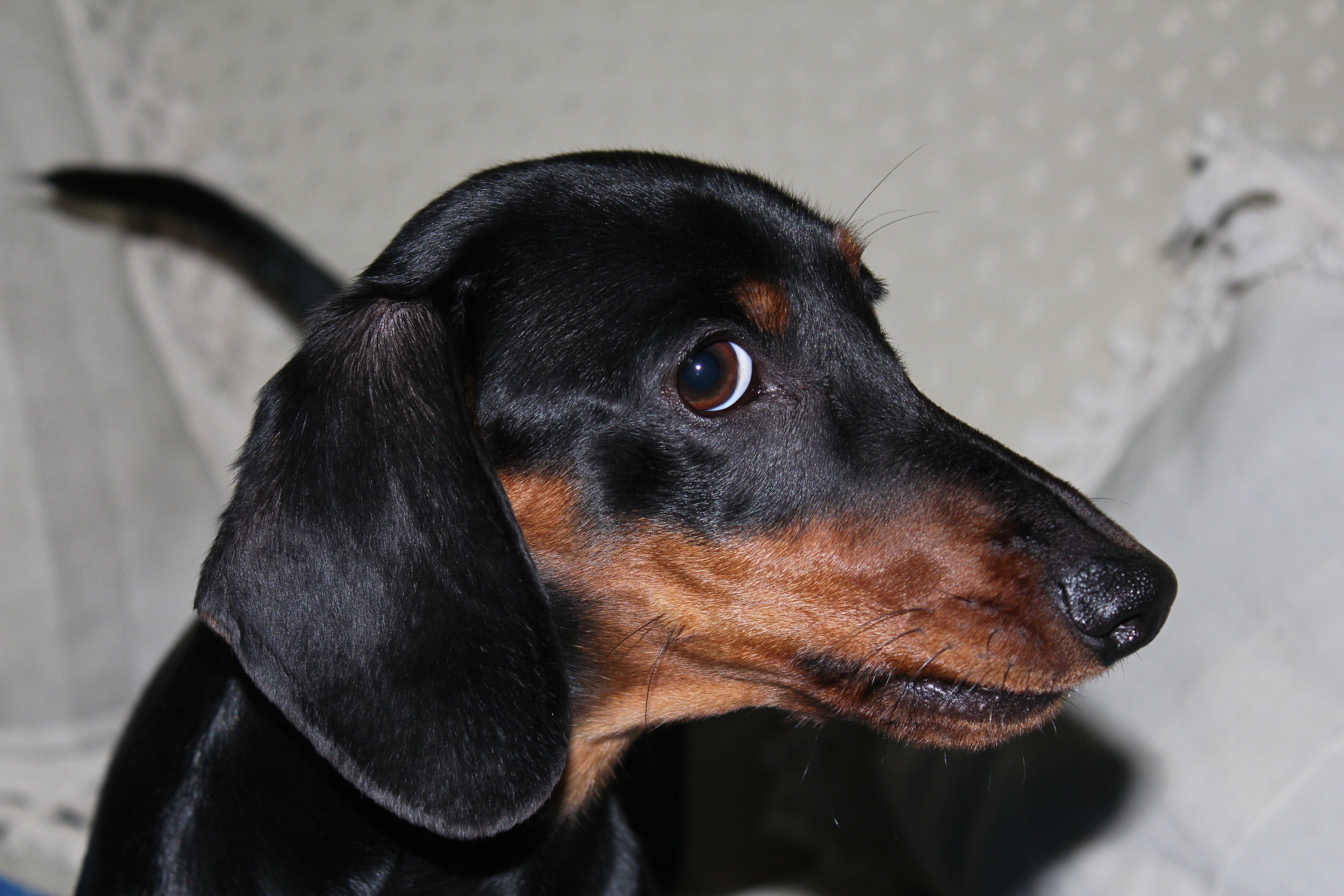 Woman Teaches Dachshund a Lesson About Barking, Hysterics at Response