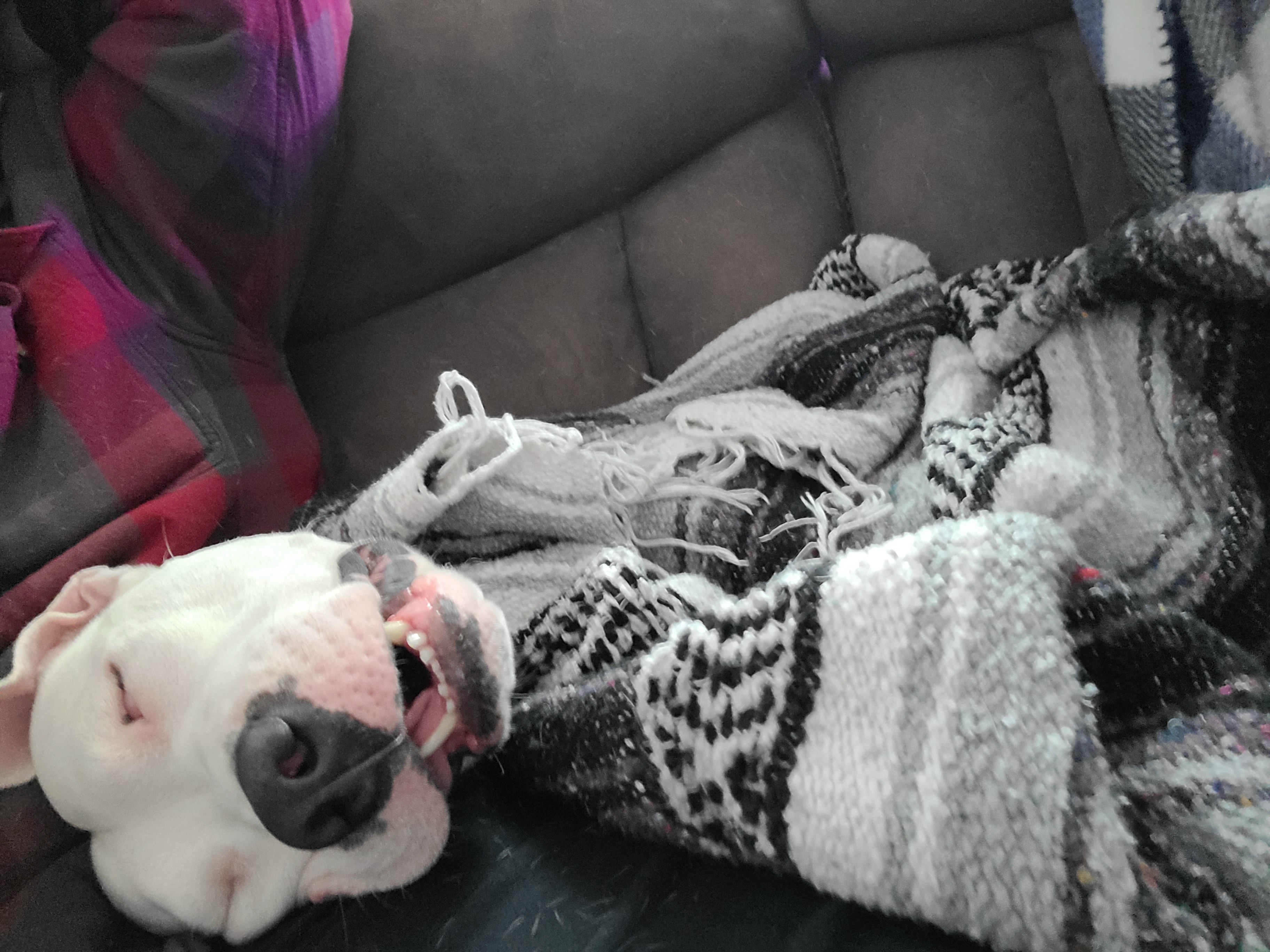 Rescue Dog Won’t Move From Bed, Tears Over What Owner Discovers at 10 A.M.