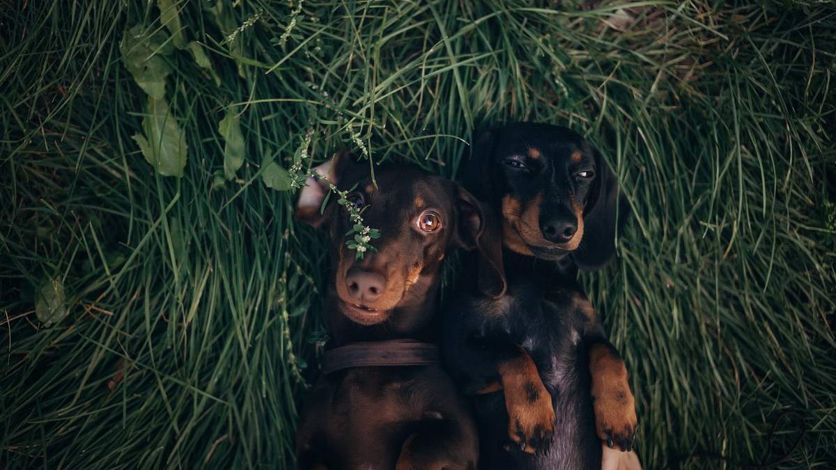 Mini Dachshund Recognizes Best Friend at the Park&mdash;the Reaction Says It All
