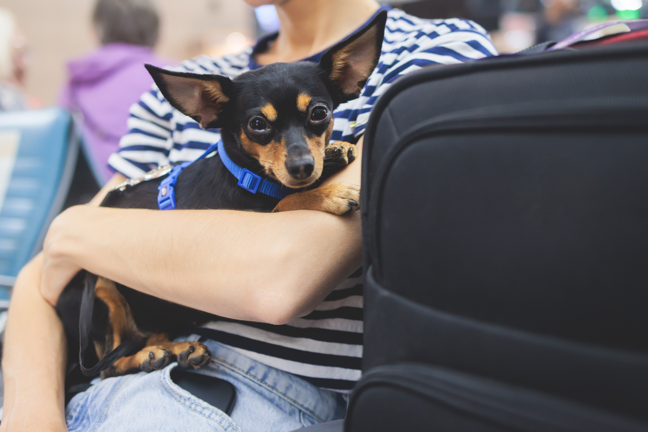 Dog Returned to Shelter for Being 'Aggressive'—Now Adopter Realizes Mistake