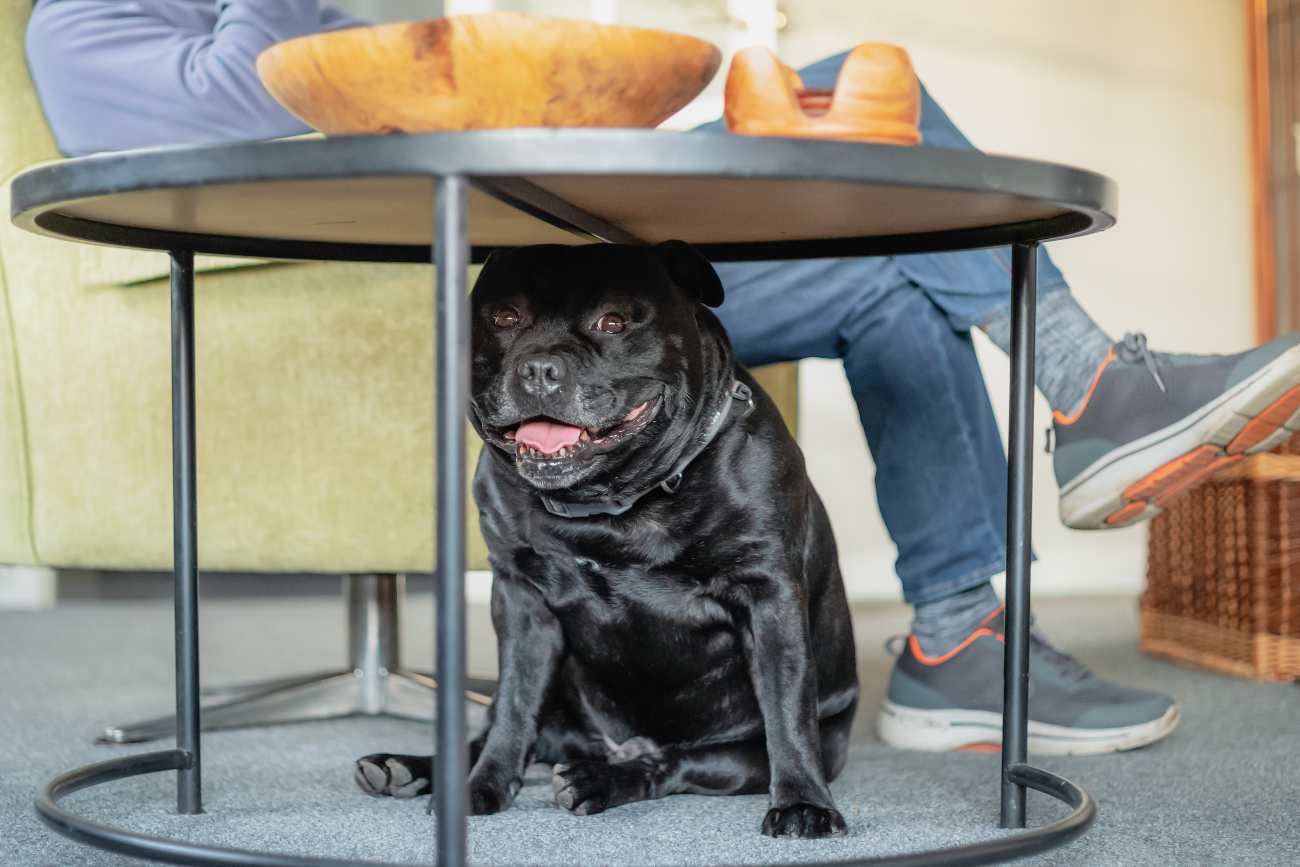 Hysterical Reason Staffordshire Terrier Doesn’t ‘Trust’ Owner Goes Viral