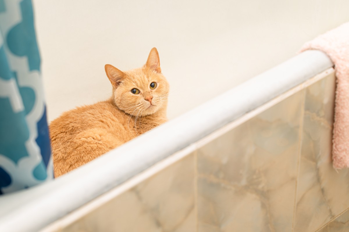 Uma mulher investiga Jingling no banheiro – o que ela encontra a deixa atordoada.