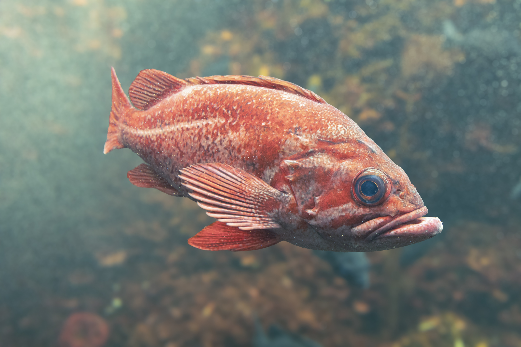 Scientists Discover How to Speak Like a Fish