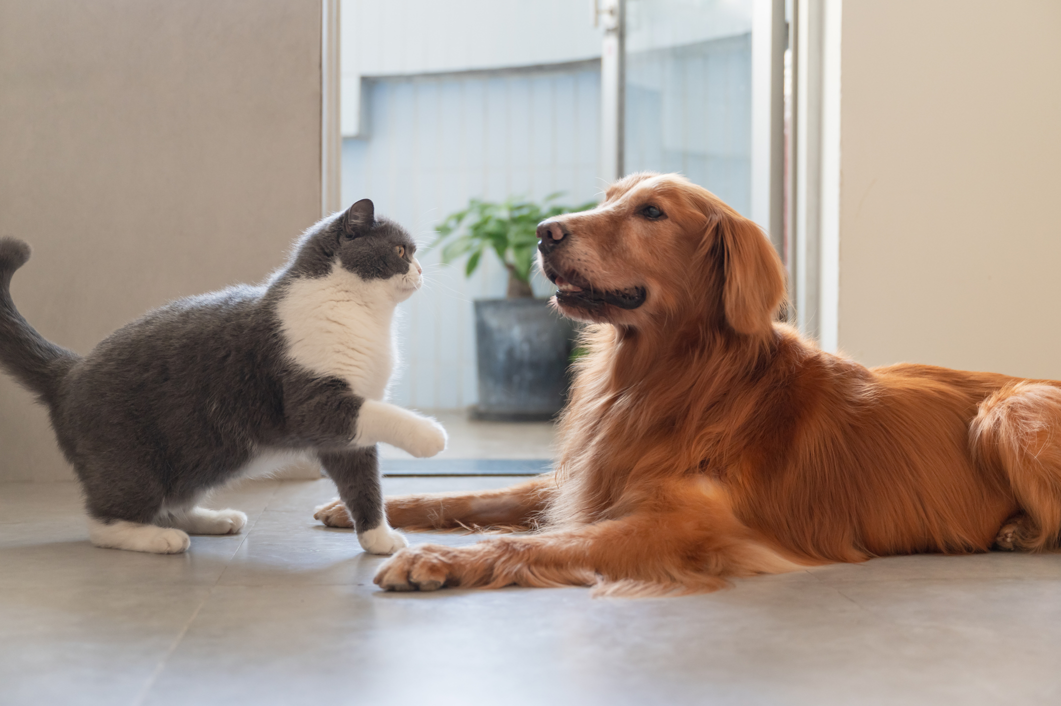 Golden Retriever Moves In With Senior Cat—Not Ready for What Happens