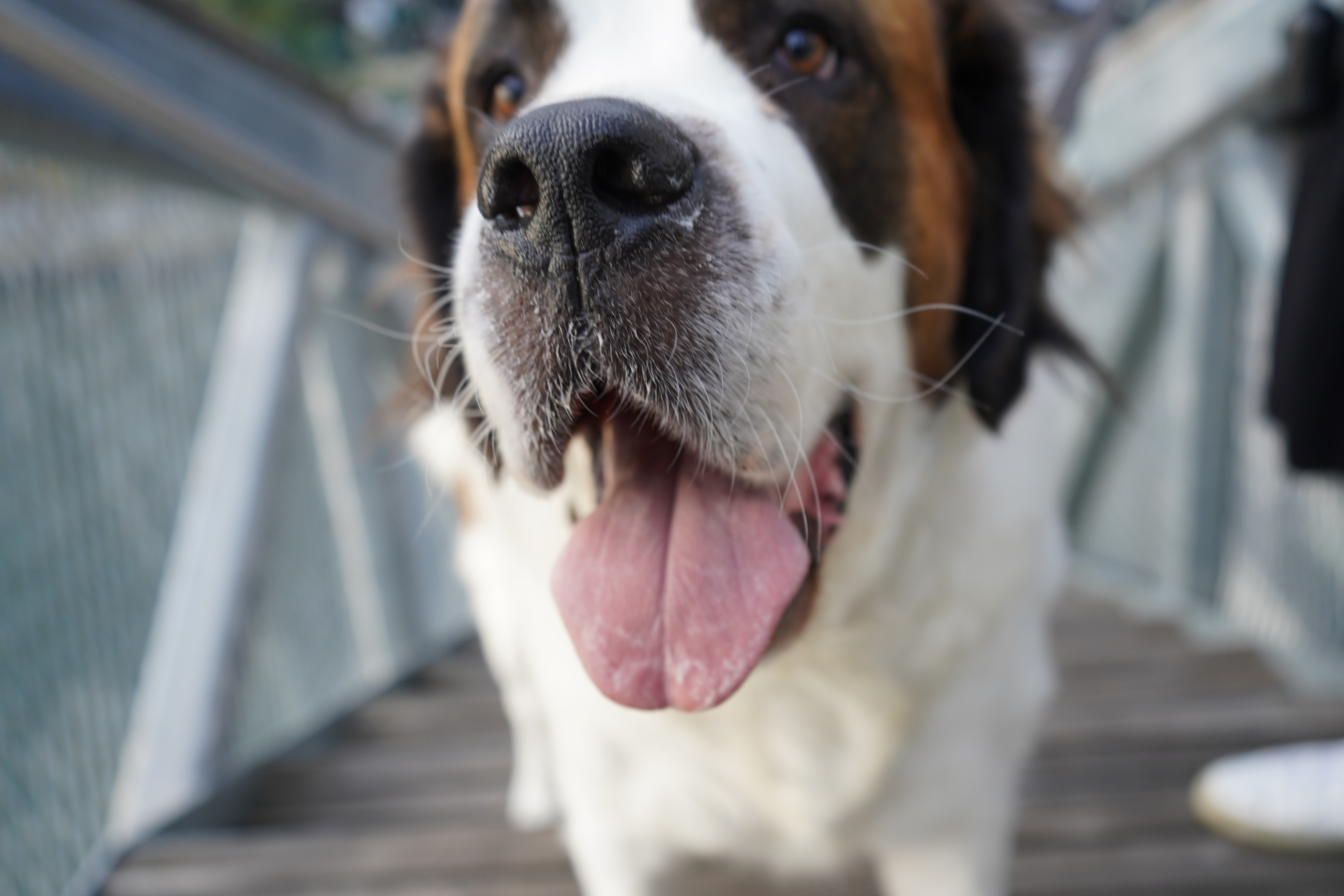 Saint Bernard Has ‘Separation Anxiety,’ How Owner Says Goodbye Explains Why