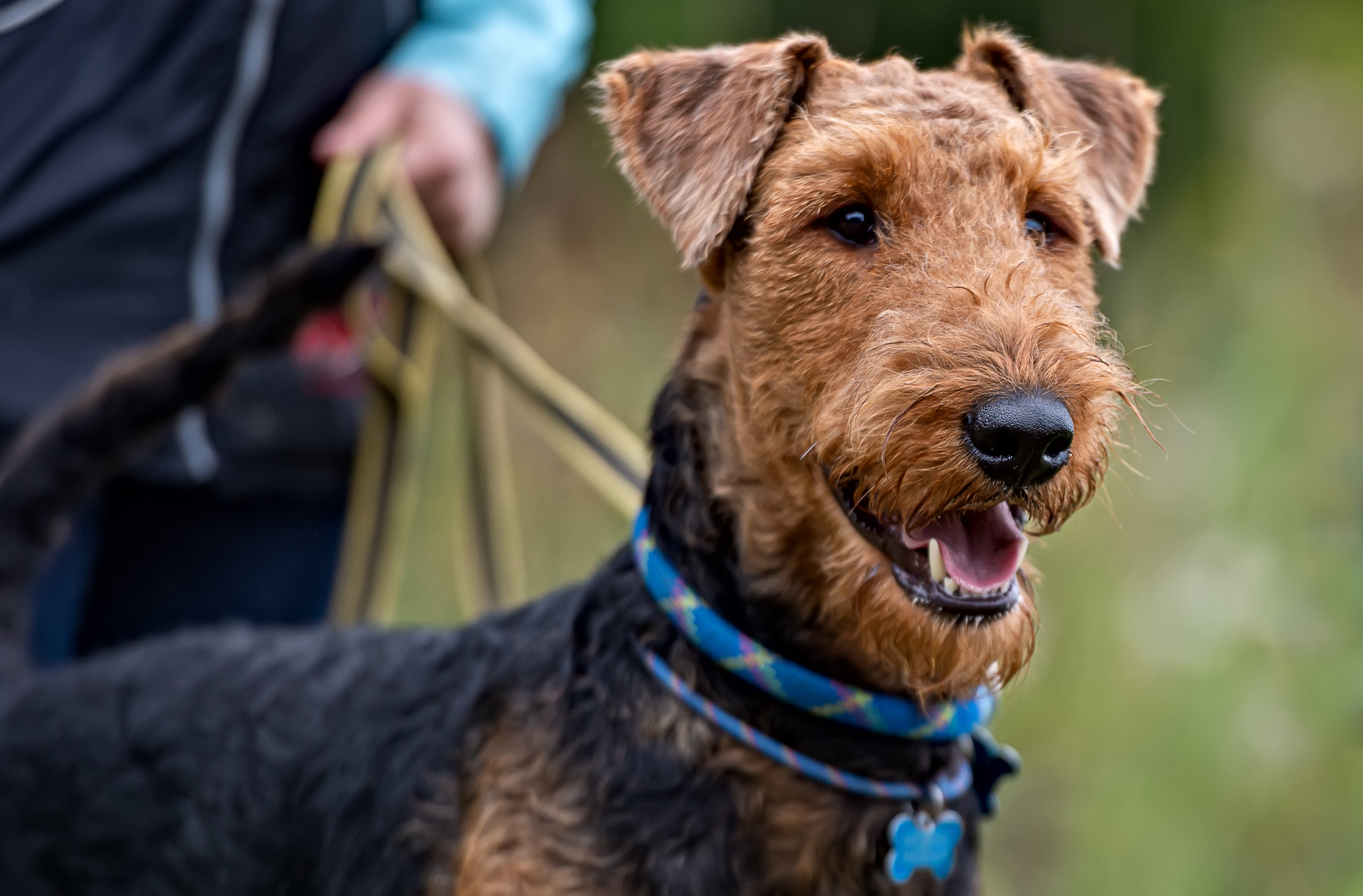 Airedale Terrier Attends Day Care—Internet Can’t Handle First Report Card