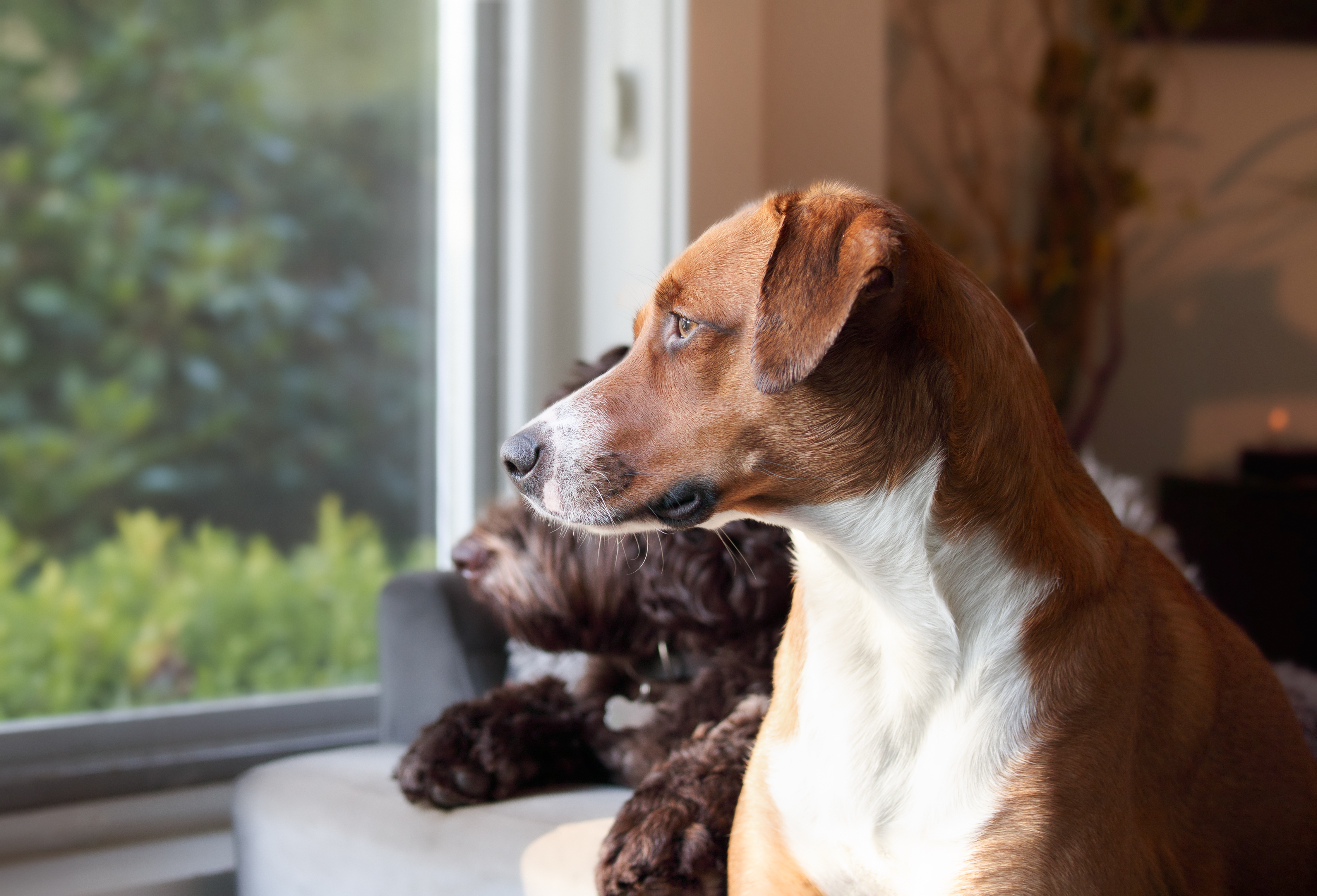 Labrador and Chihuahua Wait Up Until 12 A.M.—Home Cam Leaves Owner in Tears