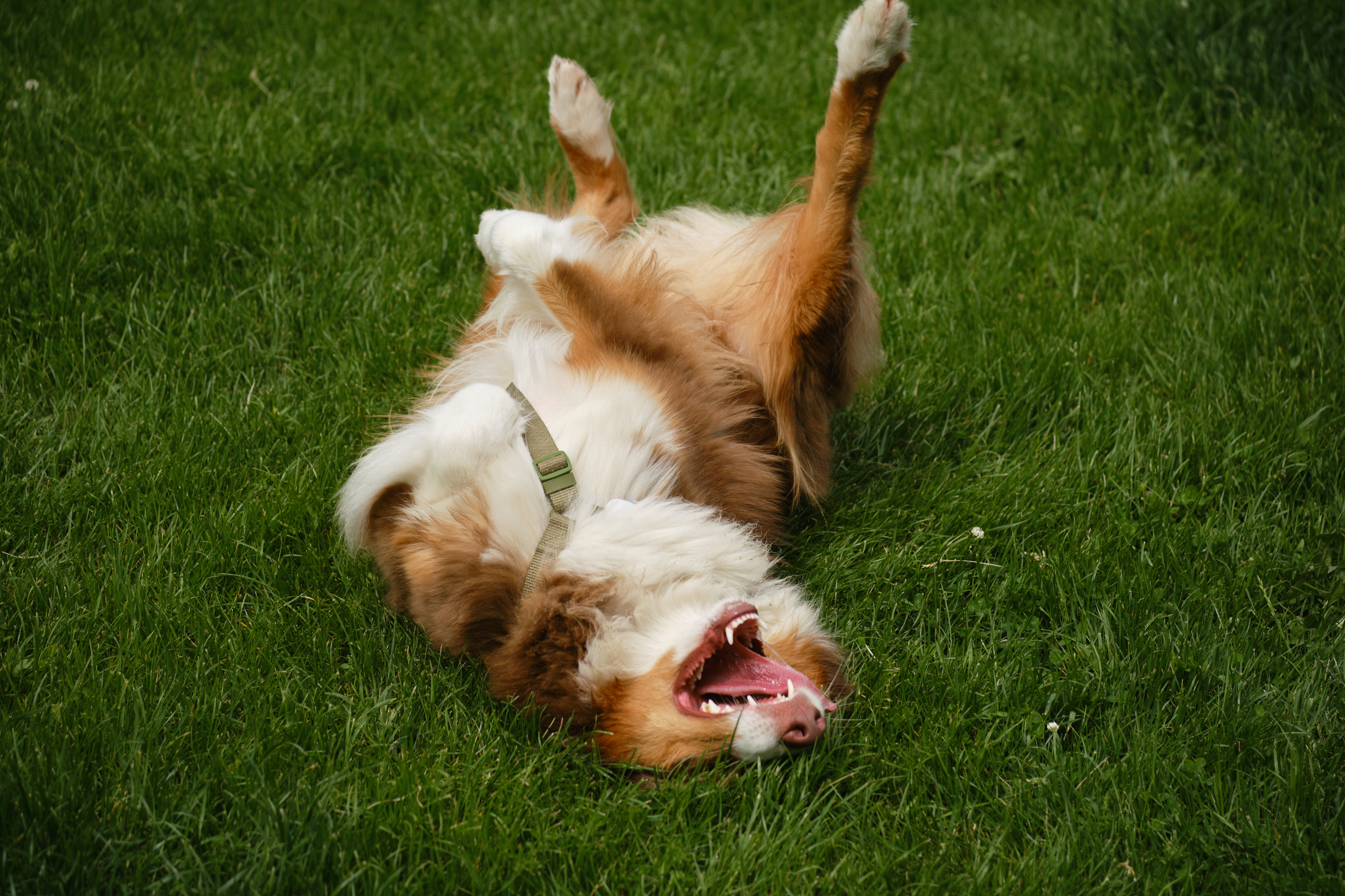 Australian Shepherd Goes Viral After Taking Puppy-Sitting ‘Too Serious’