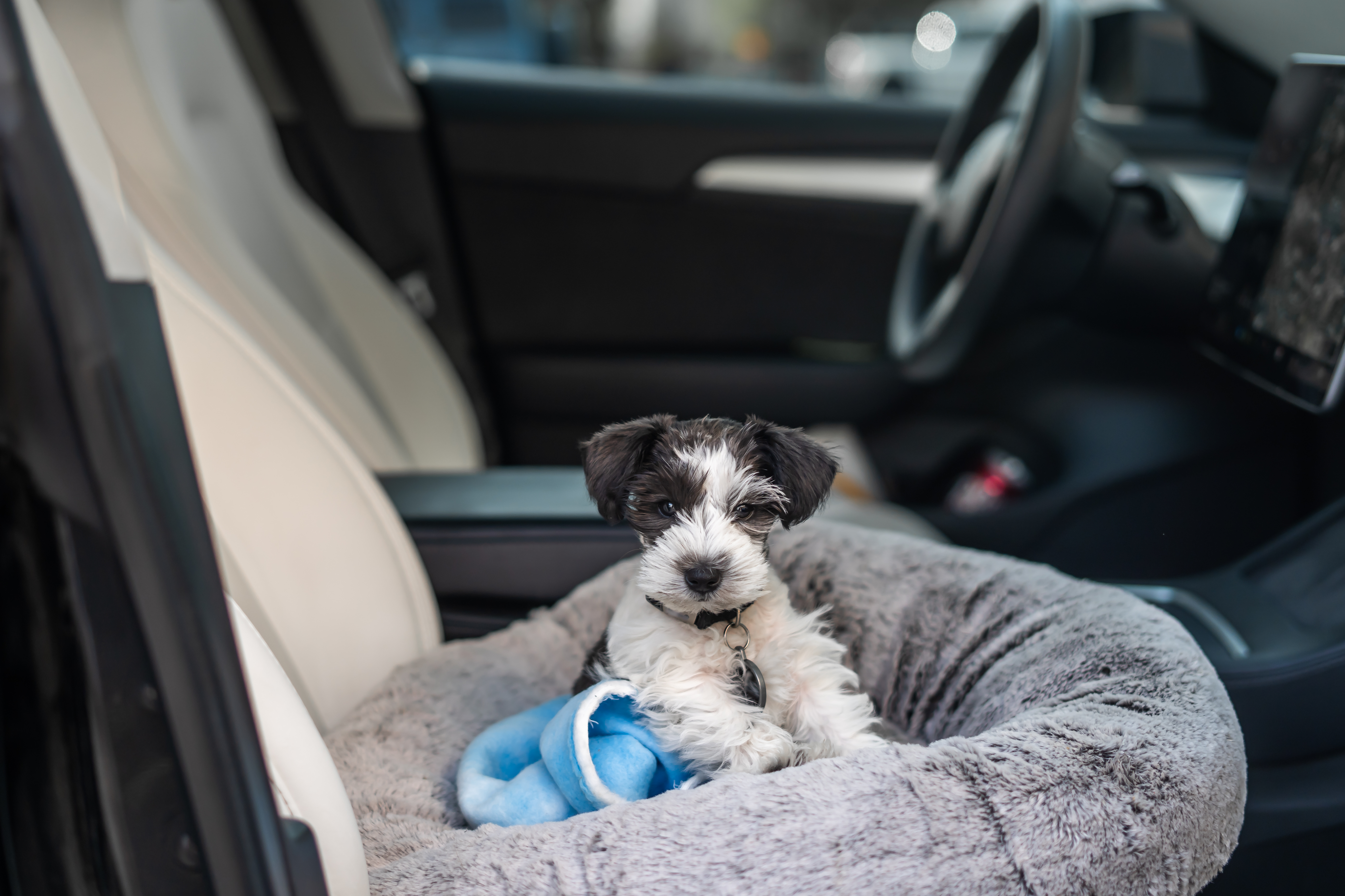 Where Puppy Curls Up During Car Ride Melts Hearts