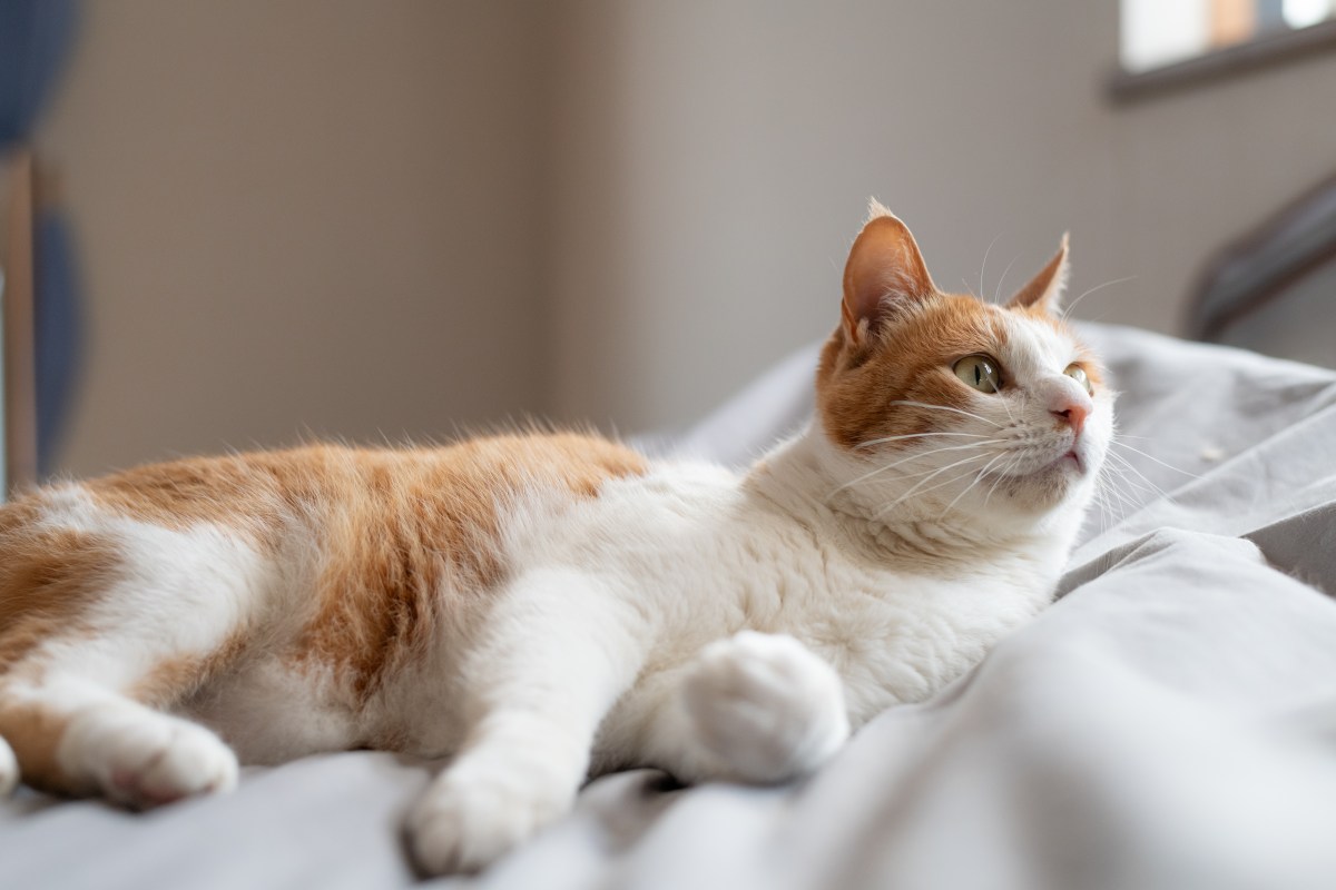 Want a Couch-Loving Cat? These Low-Energy Breeds Are Ideal 