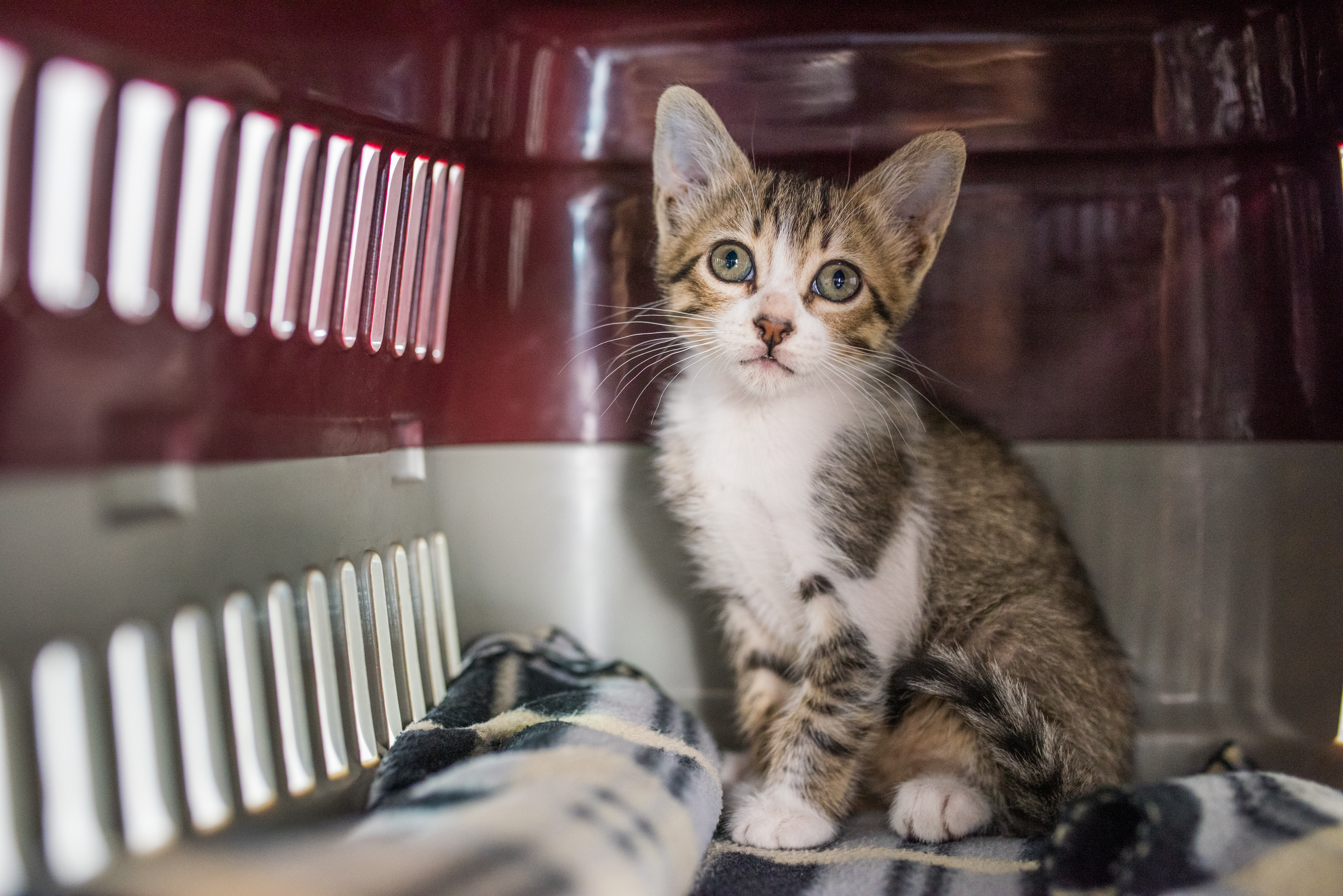 Owner Lets Rescue Cat Meet Dog Despite Warning—12-Hour Update Goes Viral