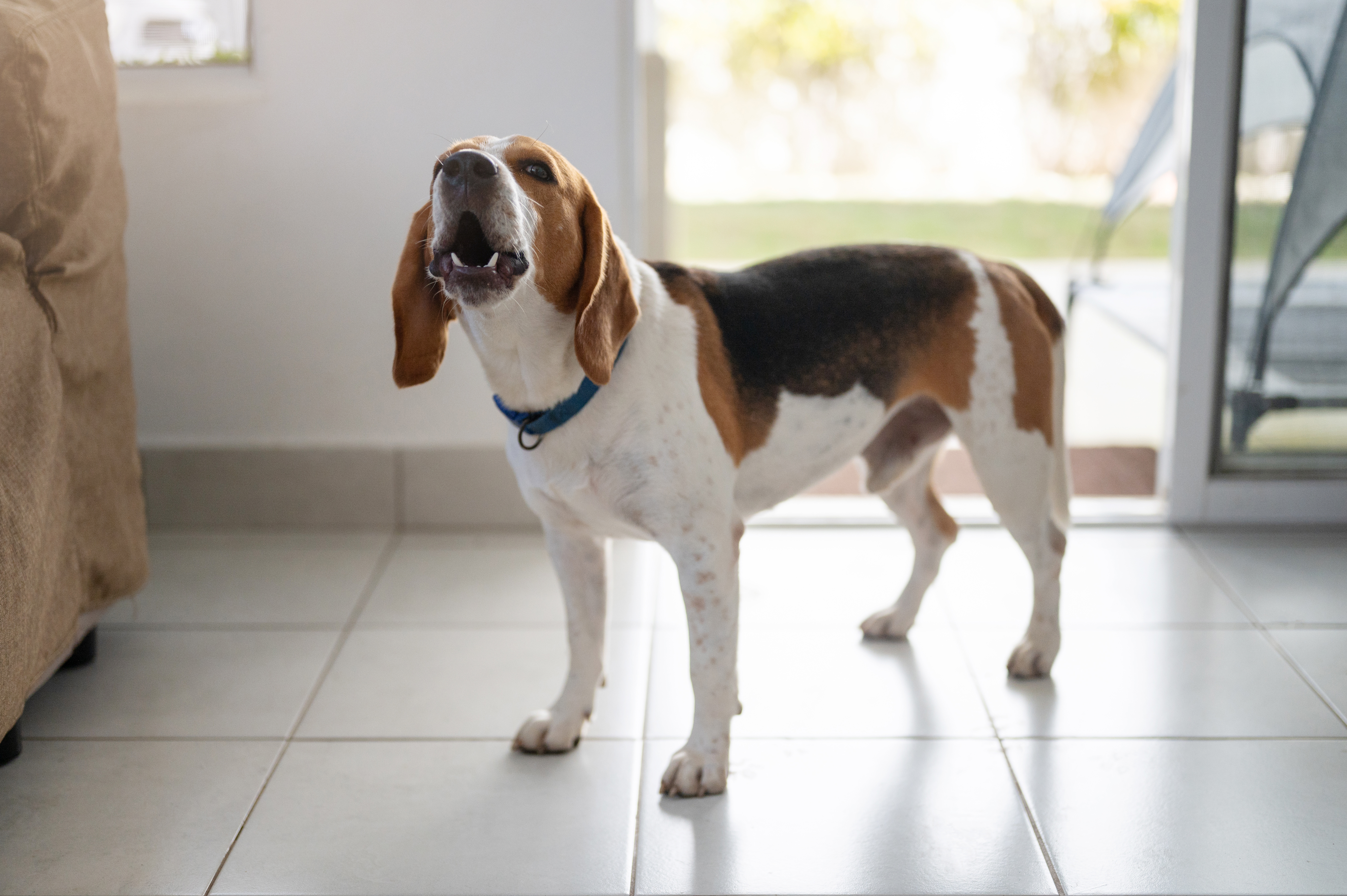 Vets Warn ‘Normal’ Dog Behavior Can Actually Be a Sign of Pain