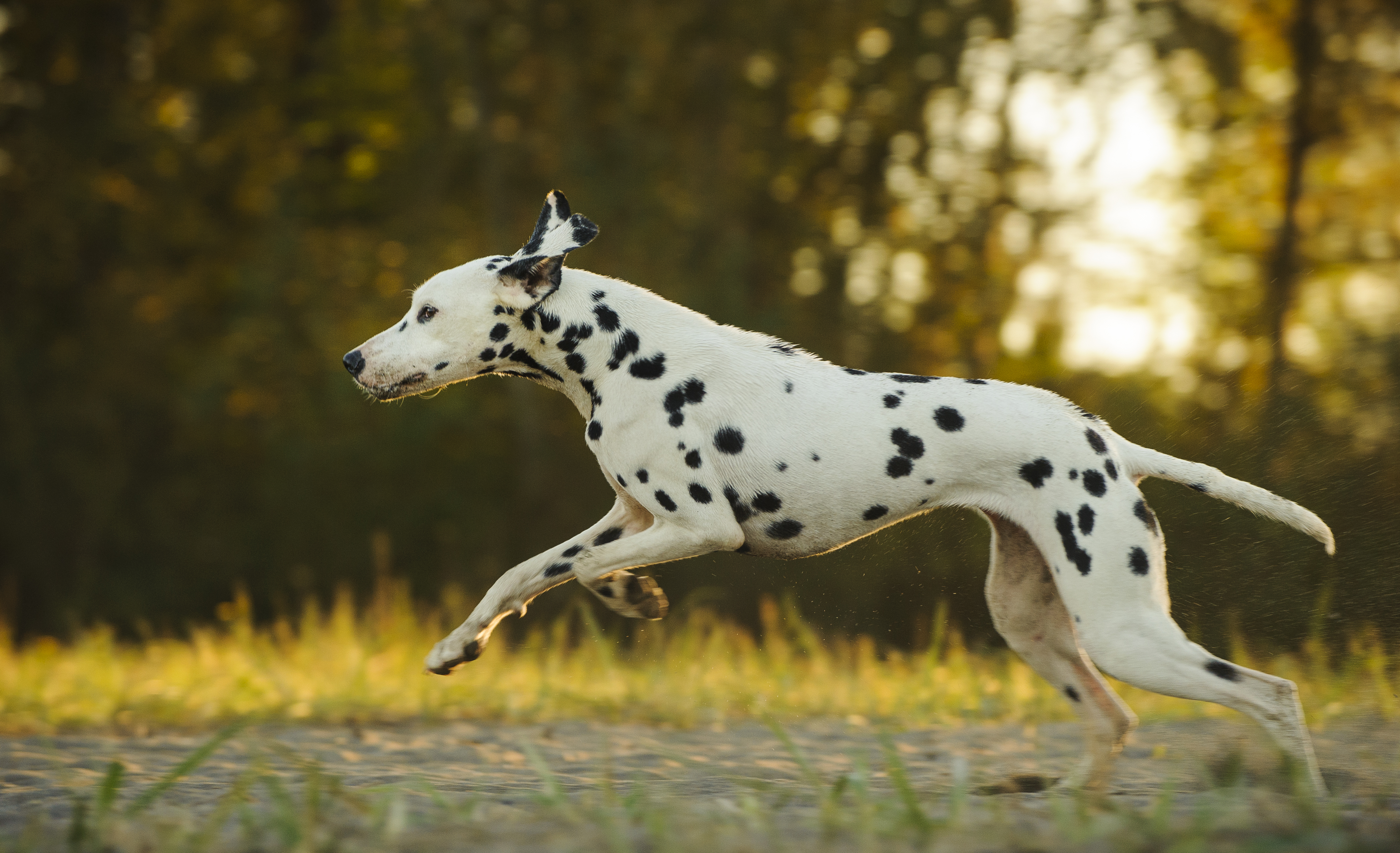 Dalmatian Gets Visitor—Her Reaction Has Everyone Losing It
